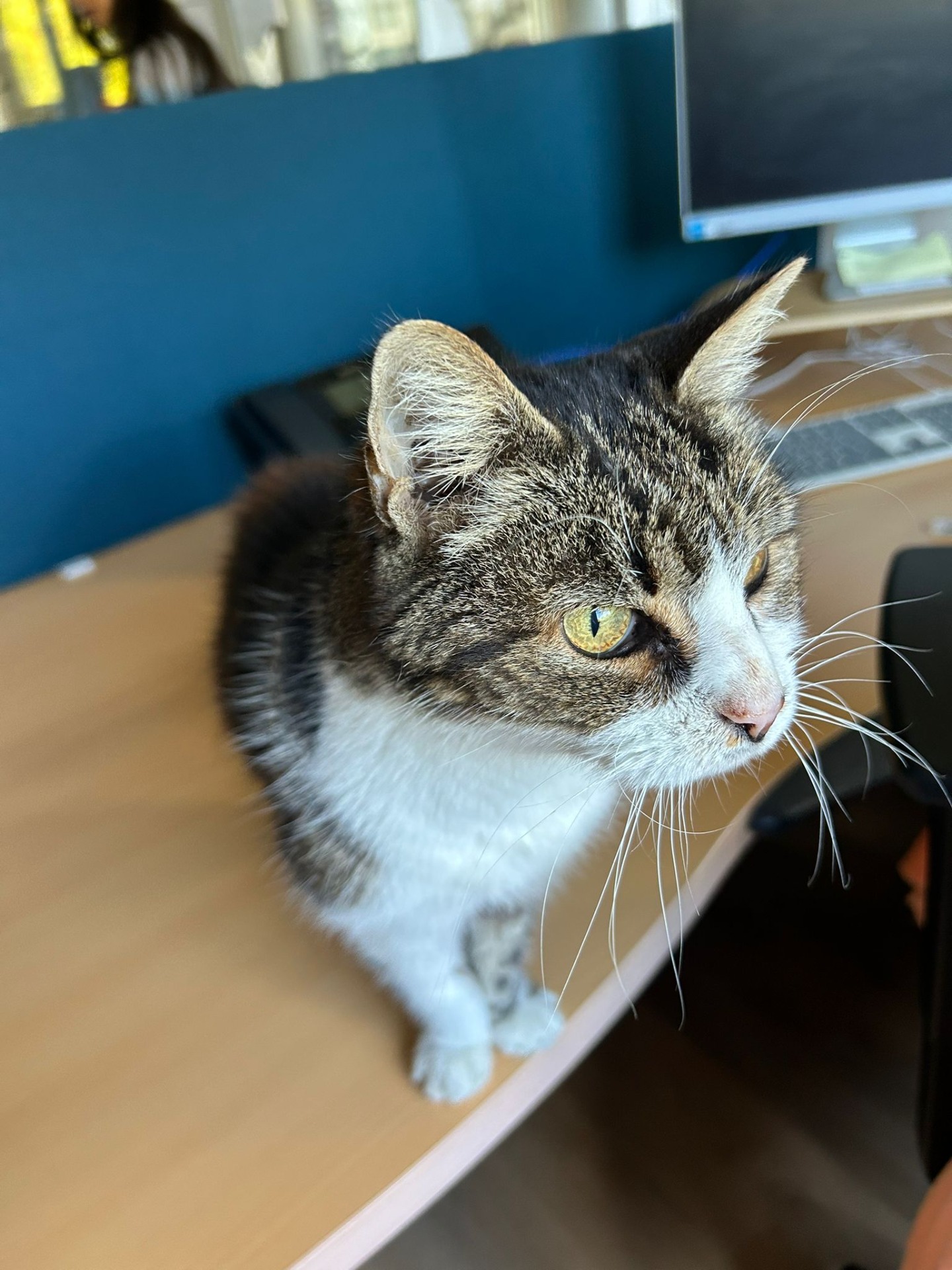 Photo de l'animal à adopté