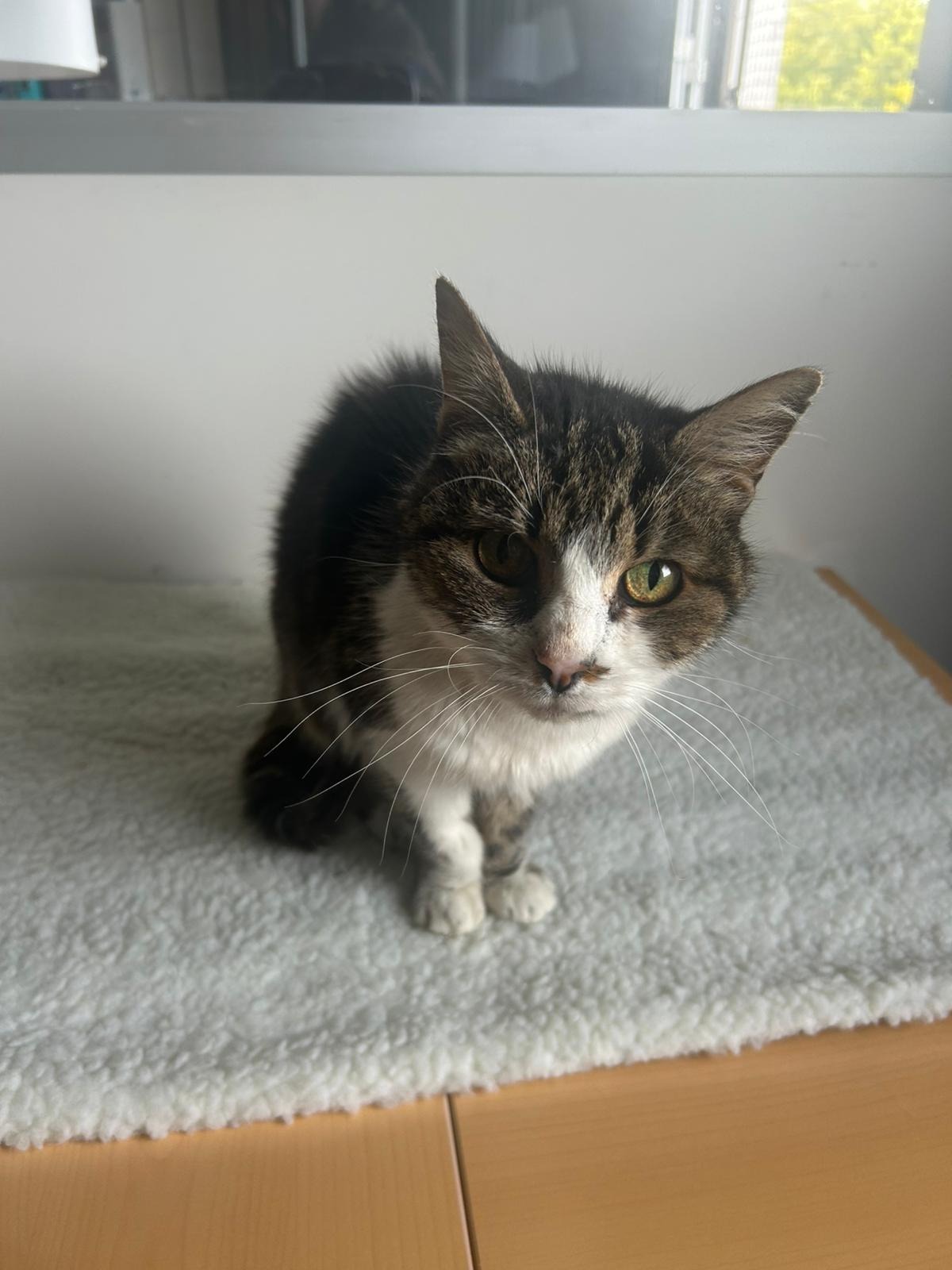 Photo de l'animal à adopté