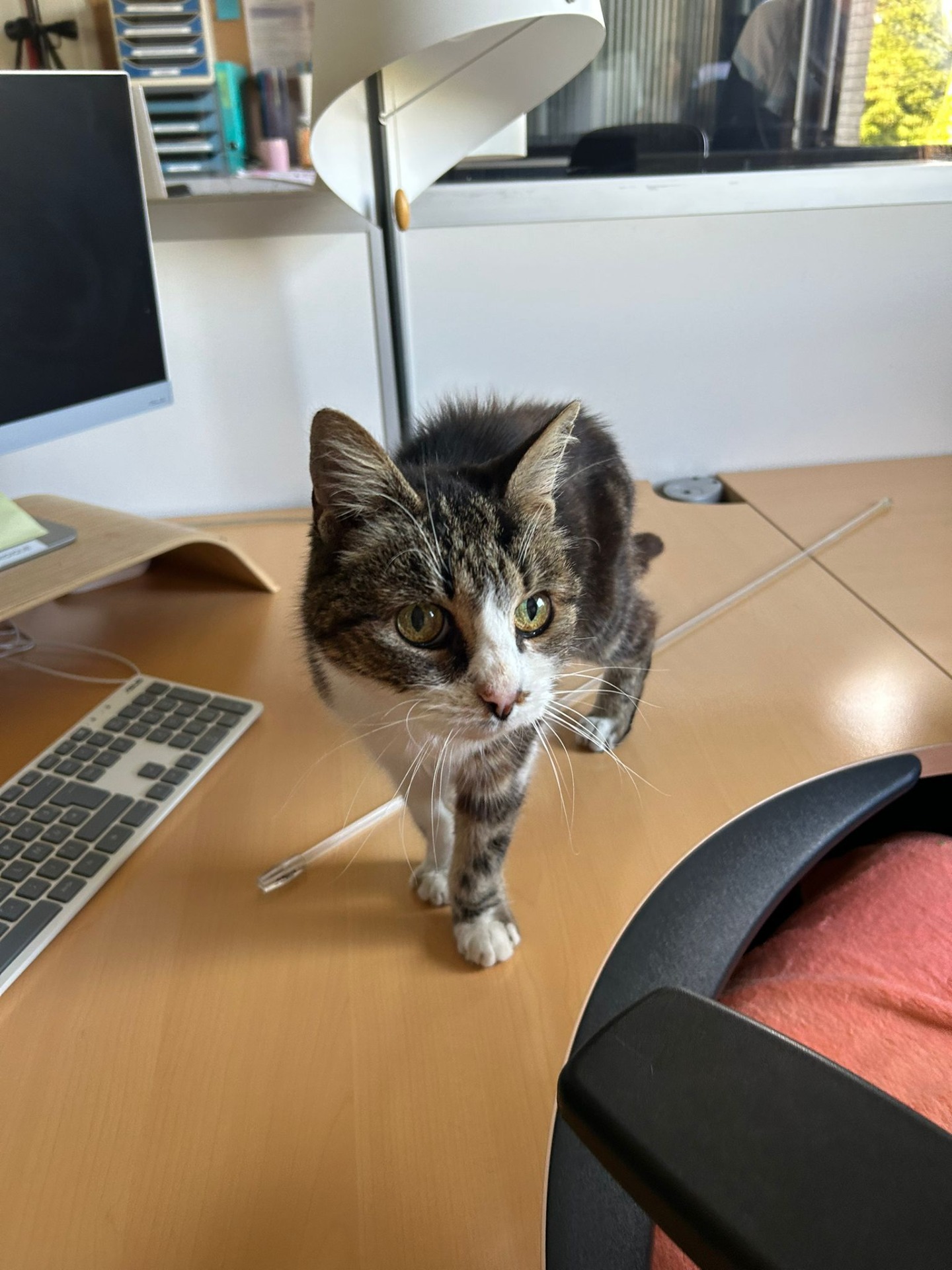 Photo de l'animal à adopté