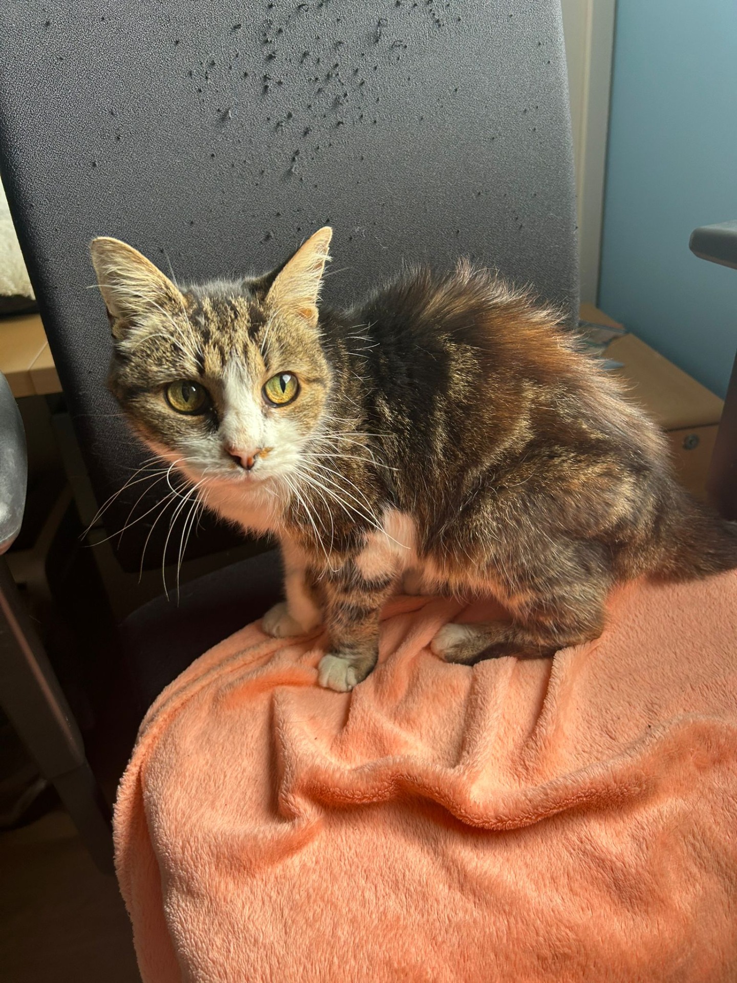 Photo de l'animal à adopté