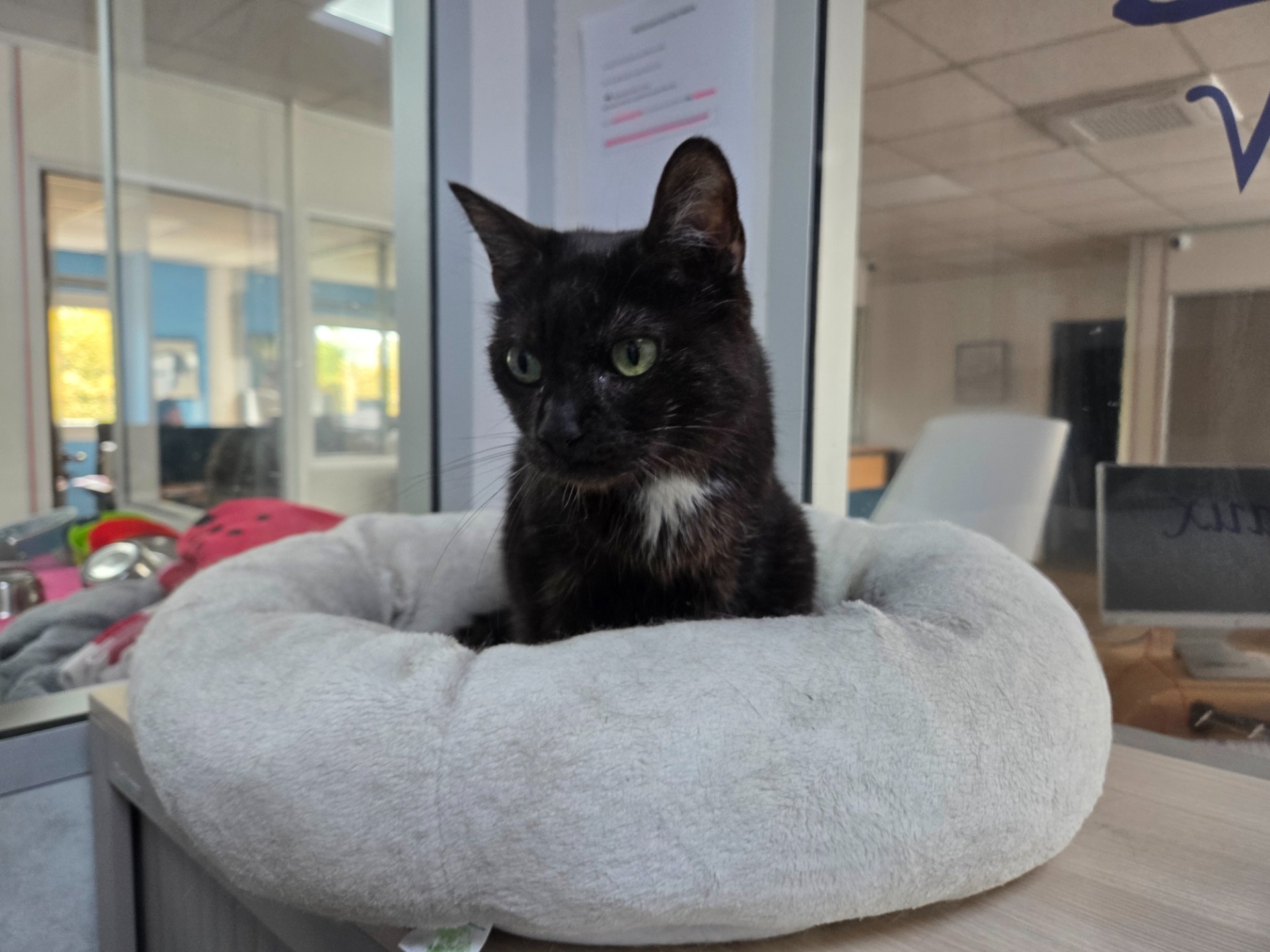 Photo de l'animal à adopté