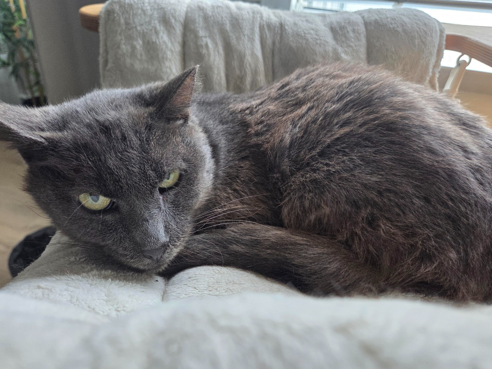 Photo de l'animal à adopté