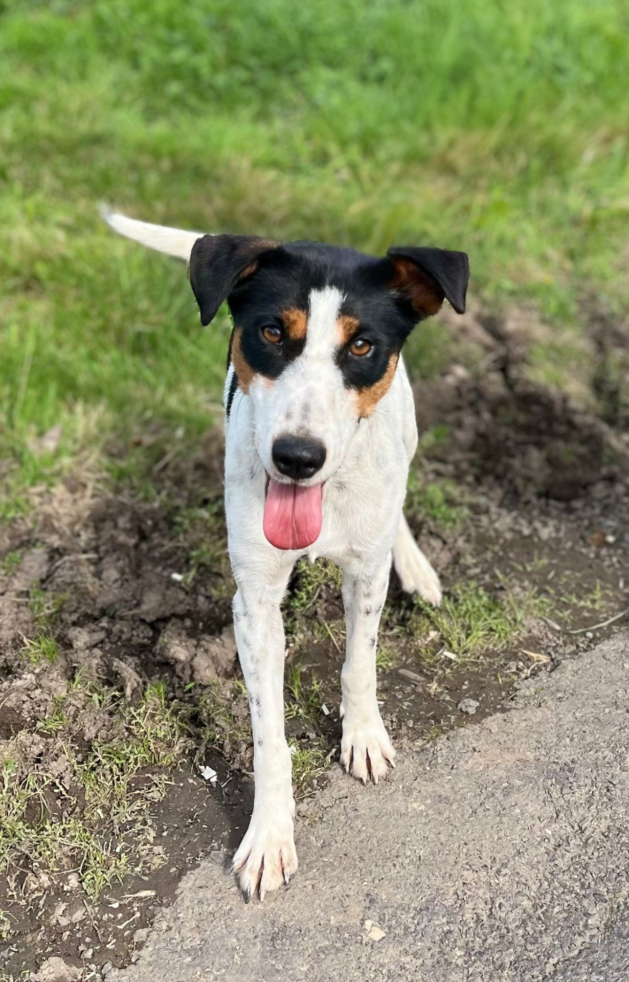 Photo de l'animal à adopté