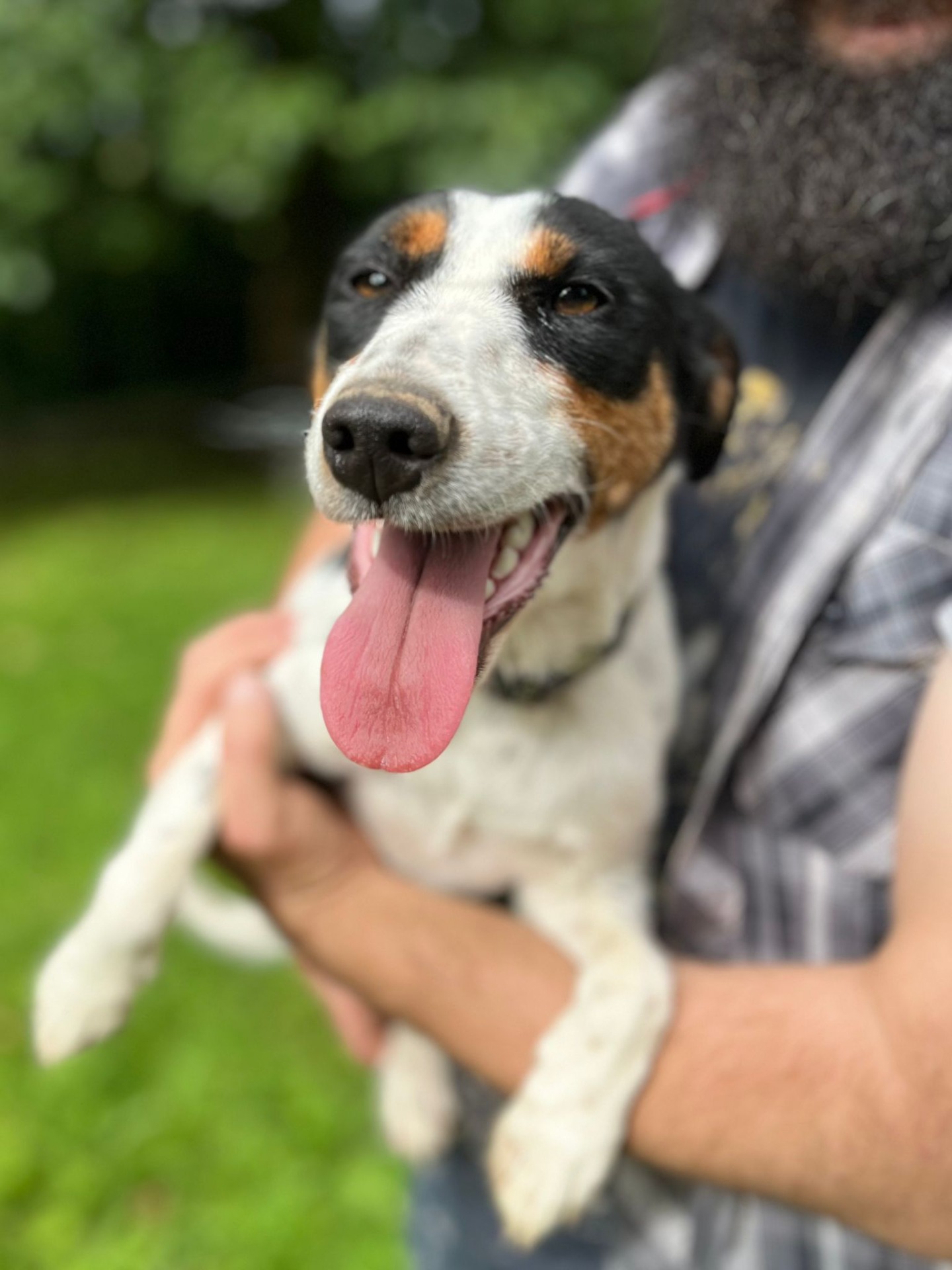 Photo de l'animal à adopté