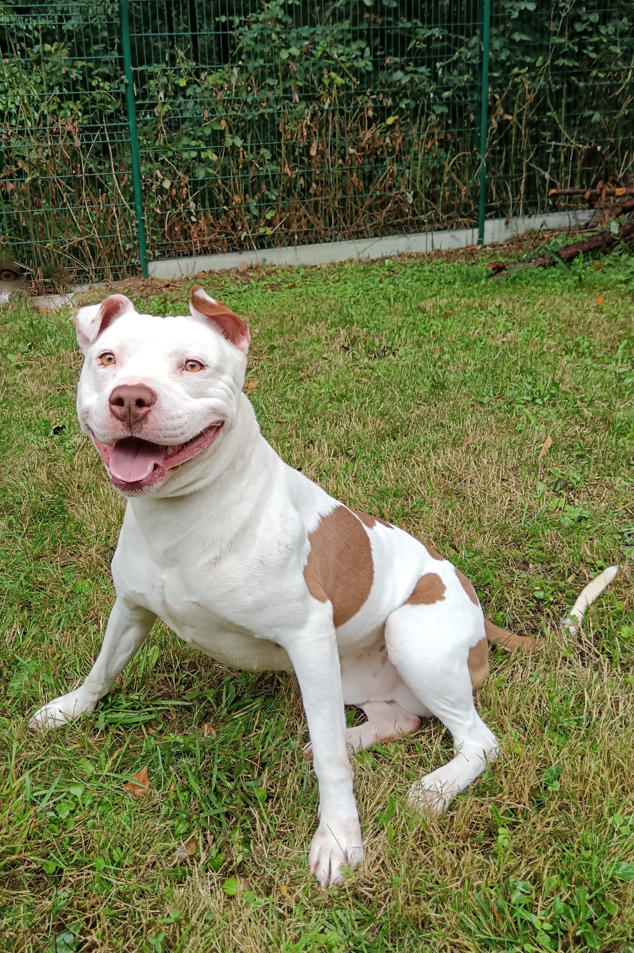 Photo de l'animal à adopté