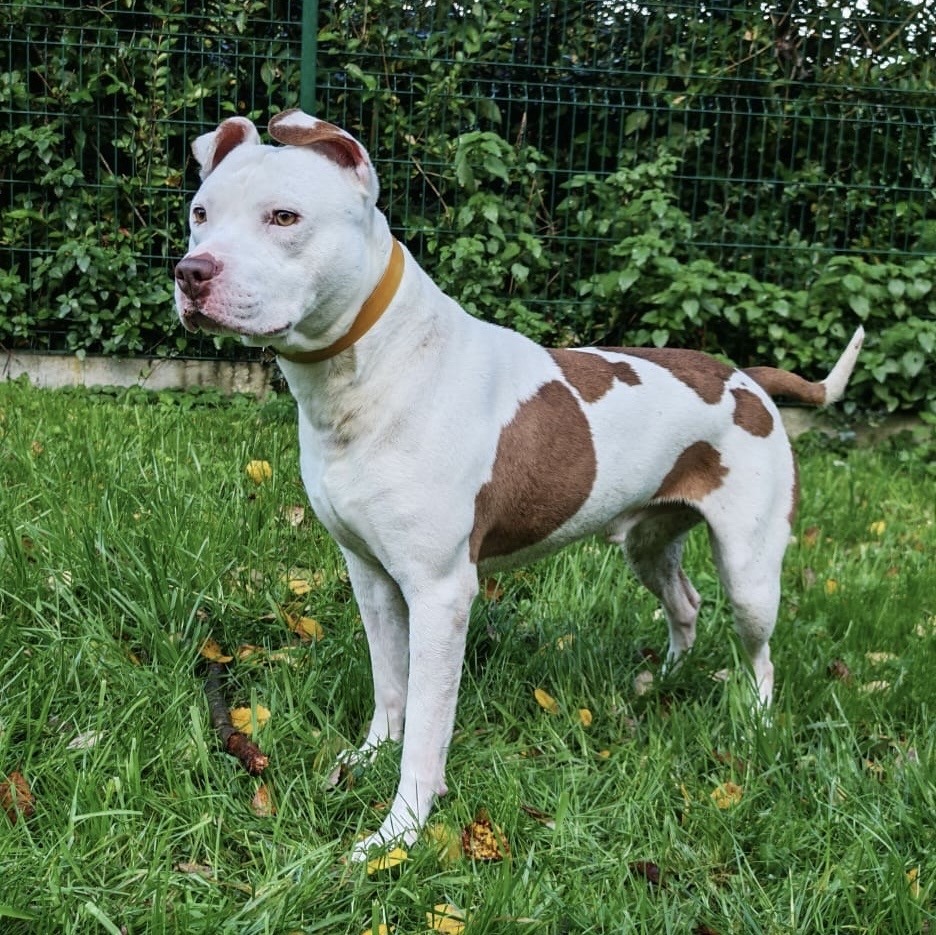 Photo de l'animal à adopté