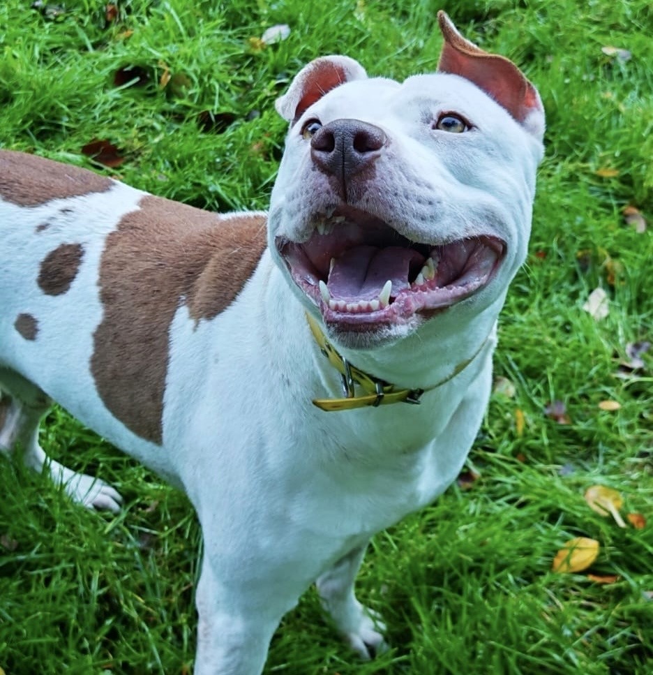 Photo de l'animal à adopté