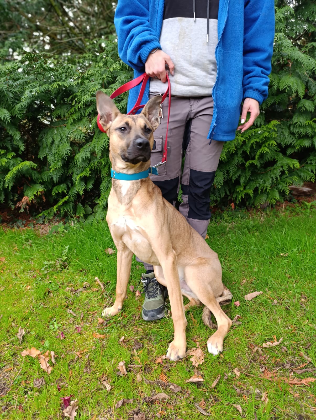 Photo de l'animal à adopté