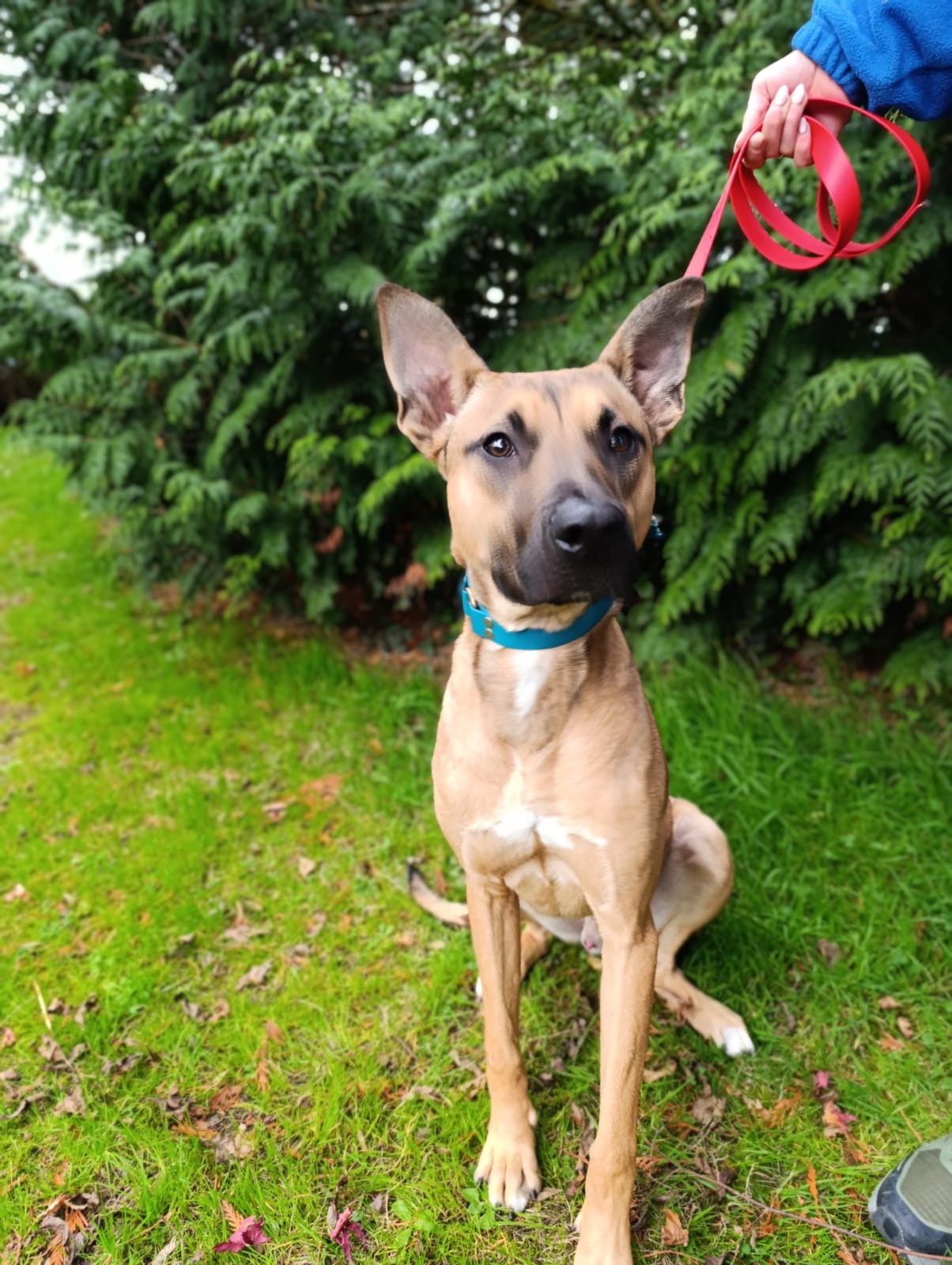 Photo de l'animal à adopté