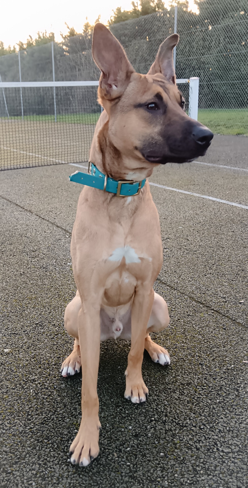 Photo de l'animal à adopté