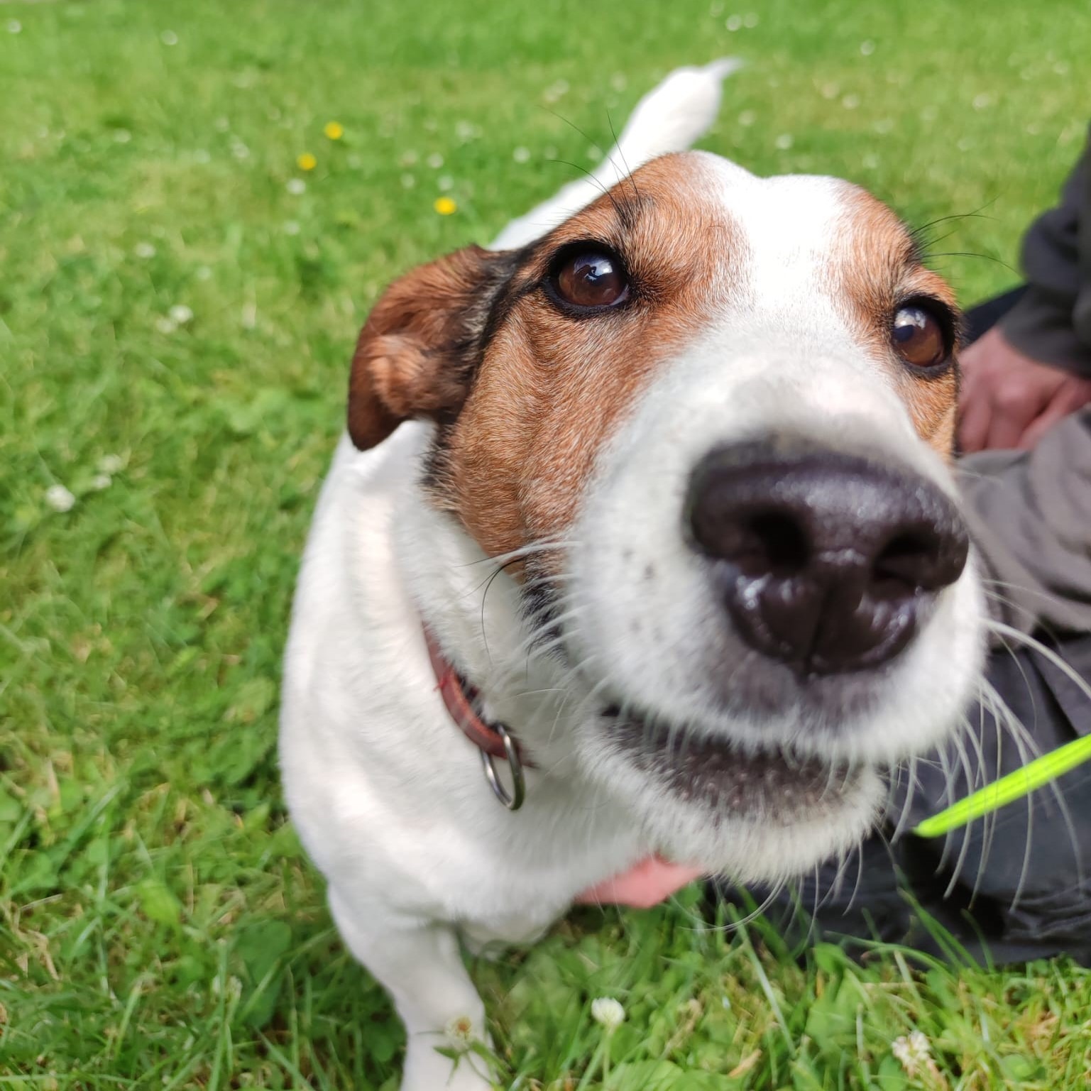 Photo de l'animal à adopté