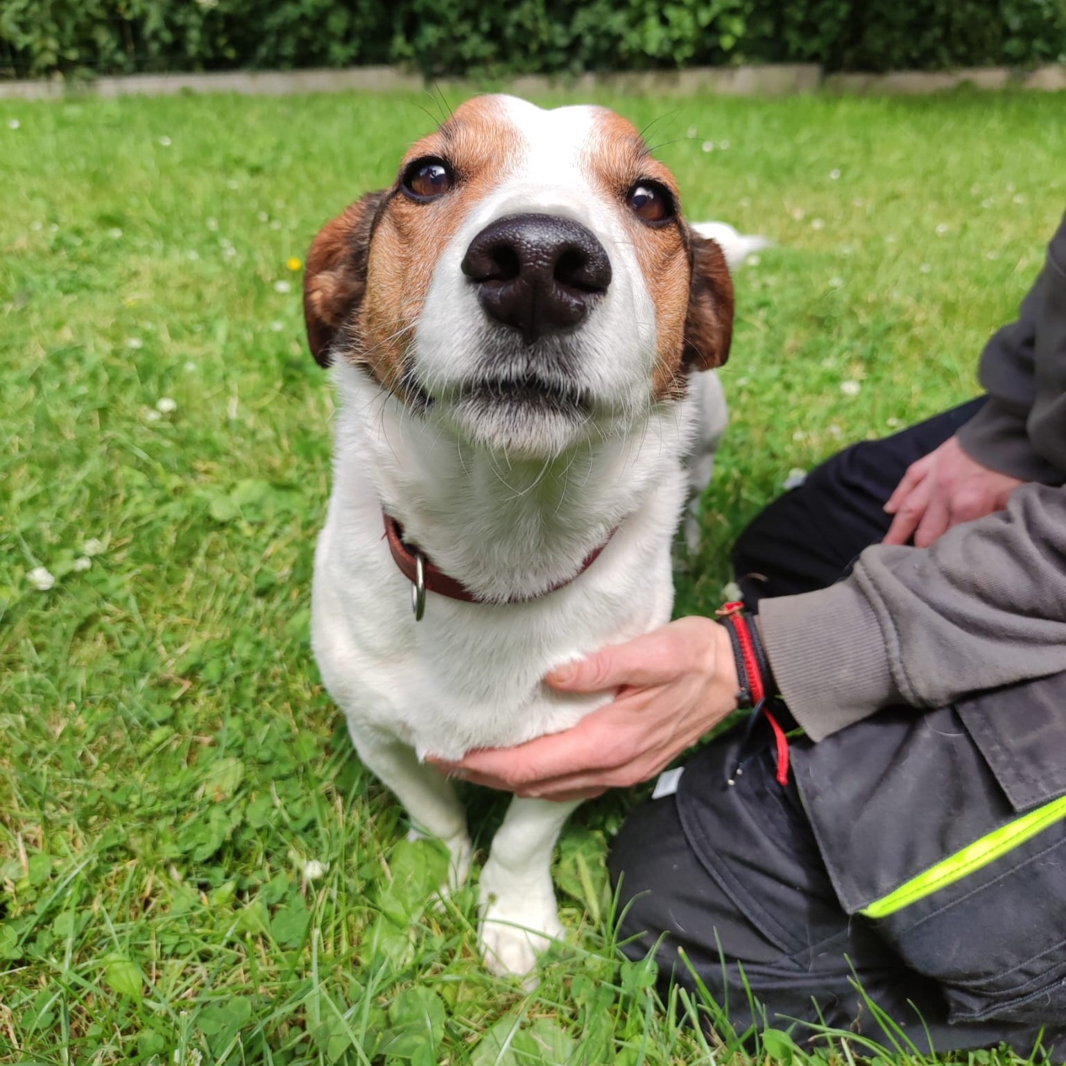 Photo de l'animal à adopté