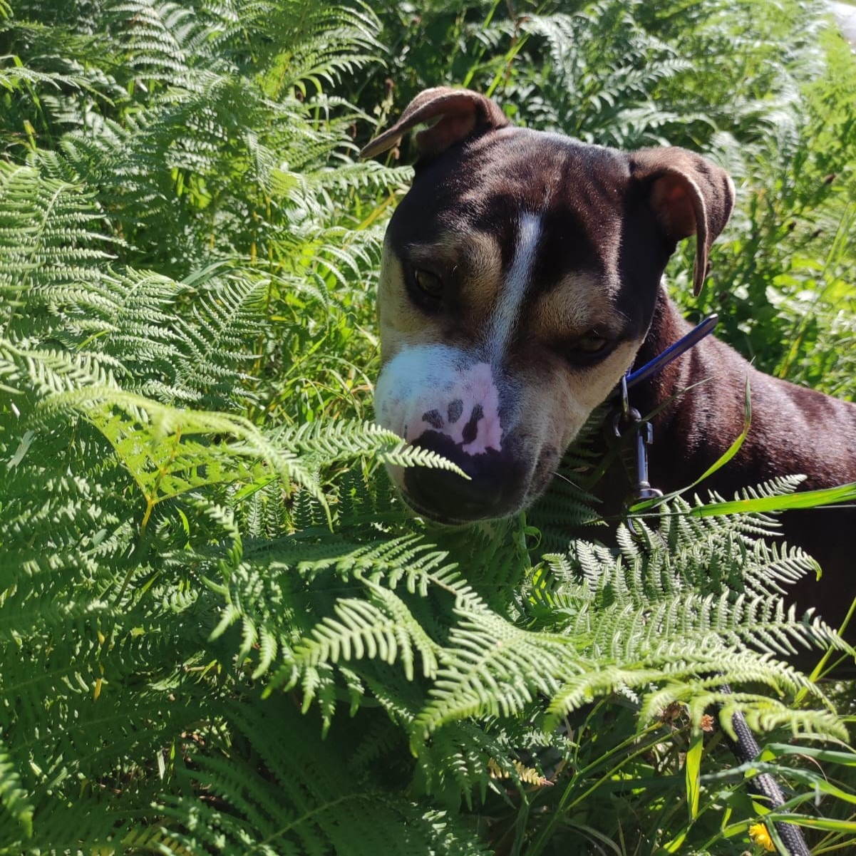 Photo de l'animal à adopté