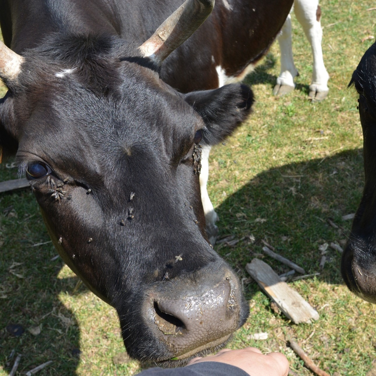 Photo de l'animal à adopté