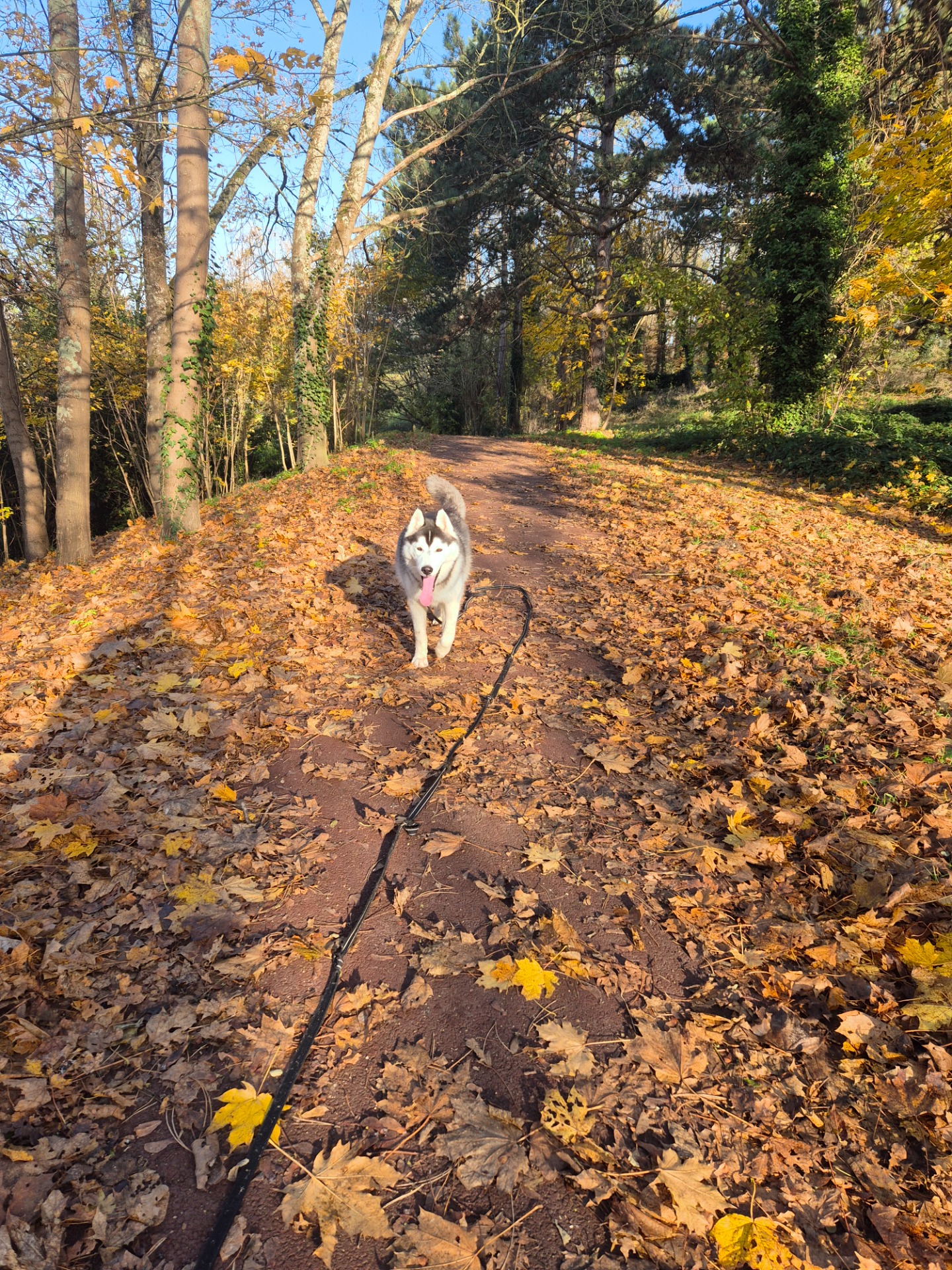 Photo de l'animal à adopté