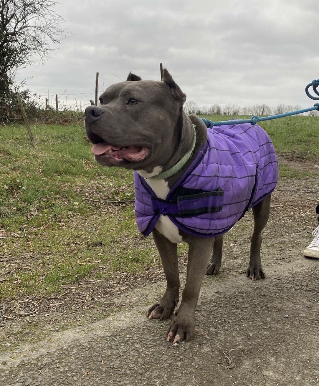 Photo de l'animal à adopté