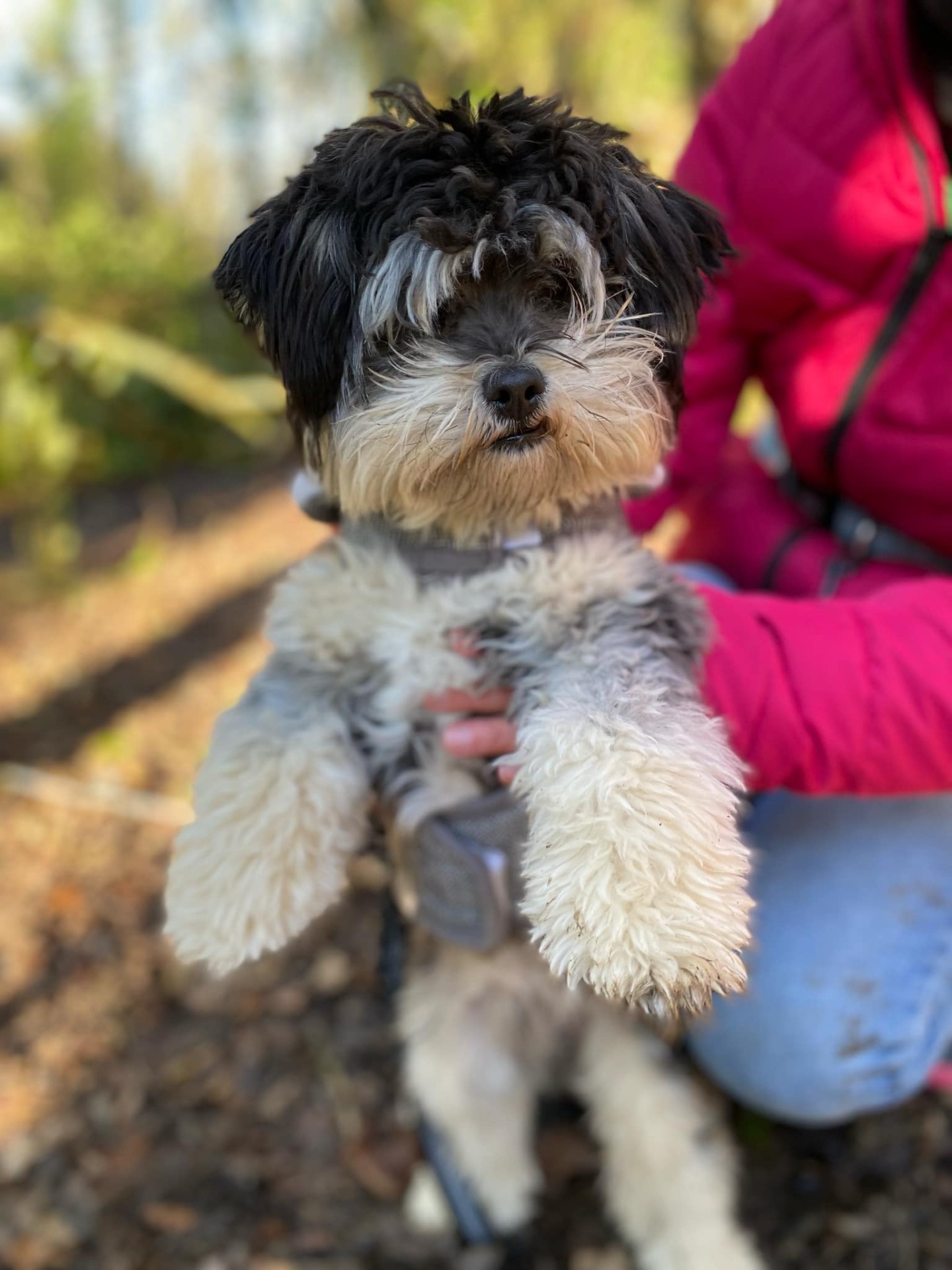 Photo de l'animal à adopté