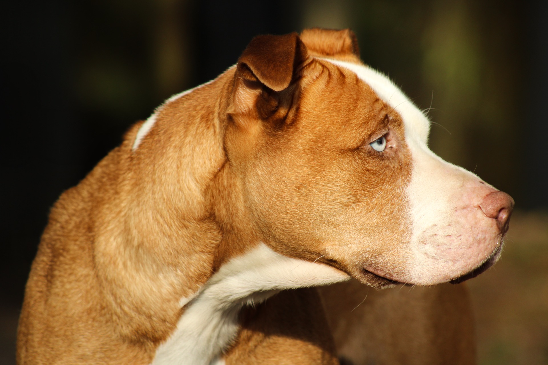 Photo de l'animal à adopté