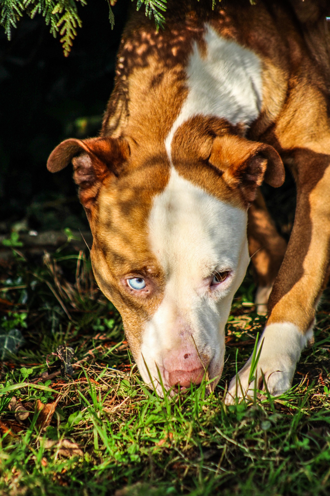 Photo de l'animal à adopté