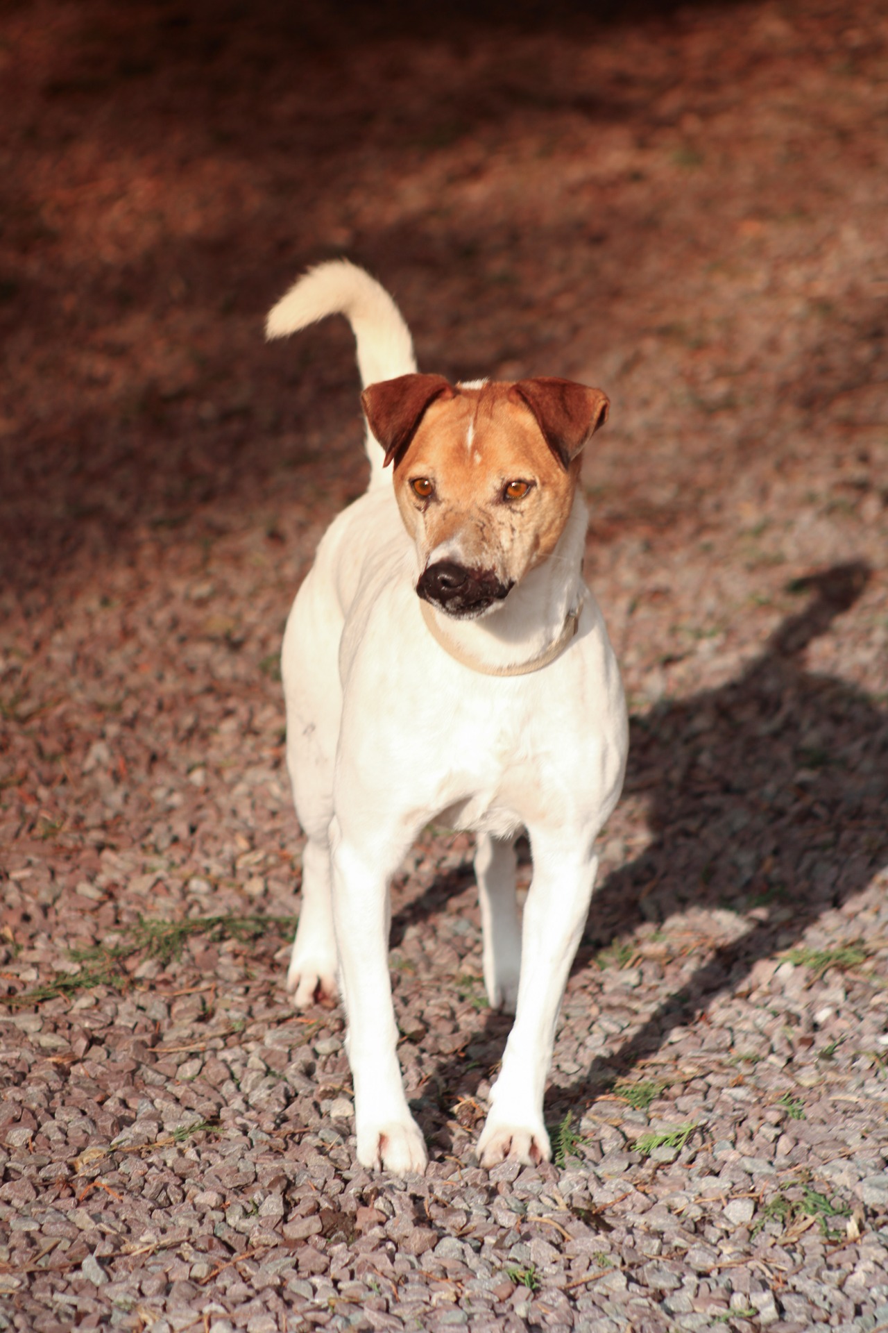 Photo de l'animal à adopté