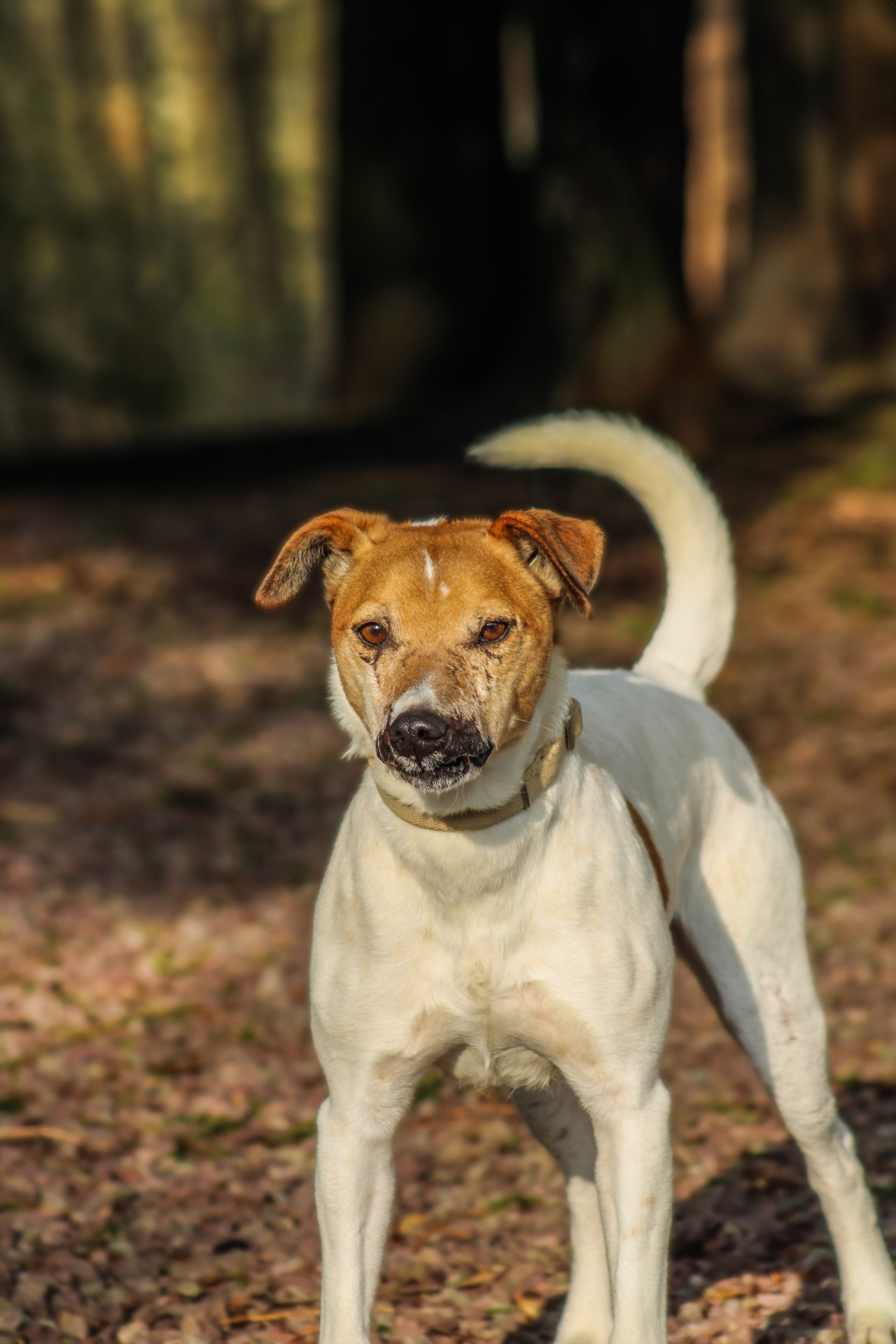 Photo de l'animal à adopté