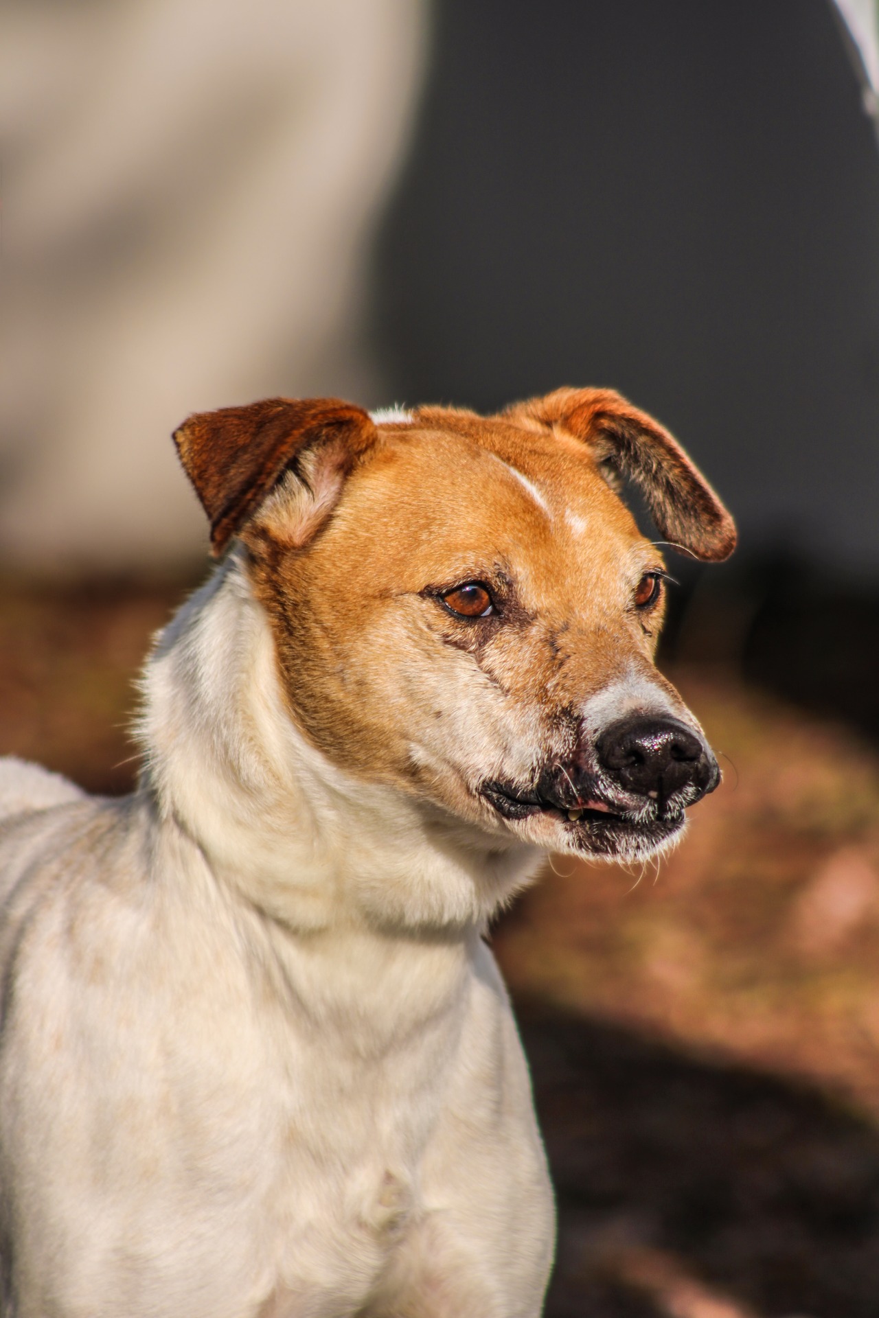 Photo de l'animal à adopté