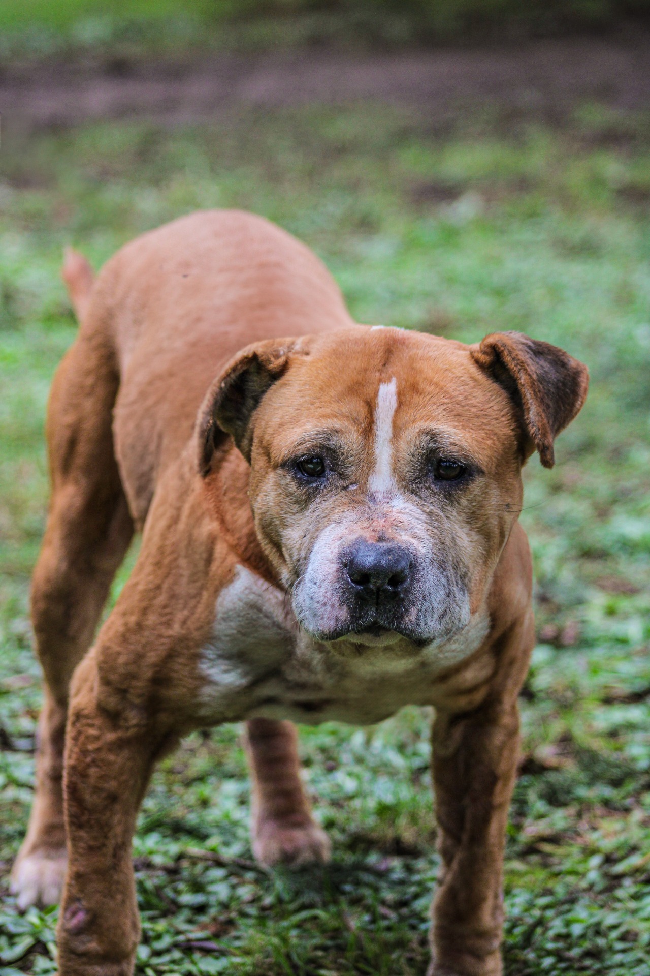 Photo de l'animal à adopté