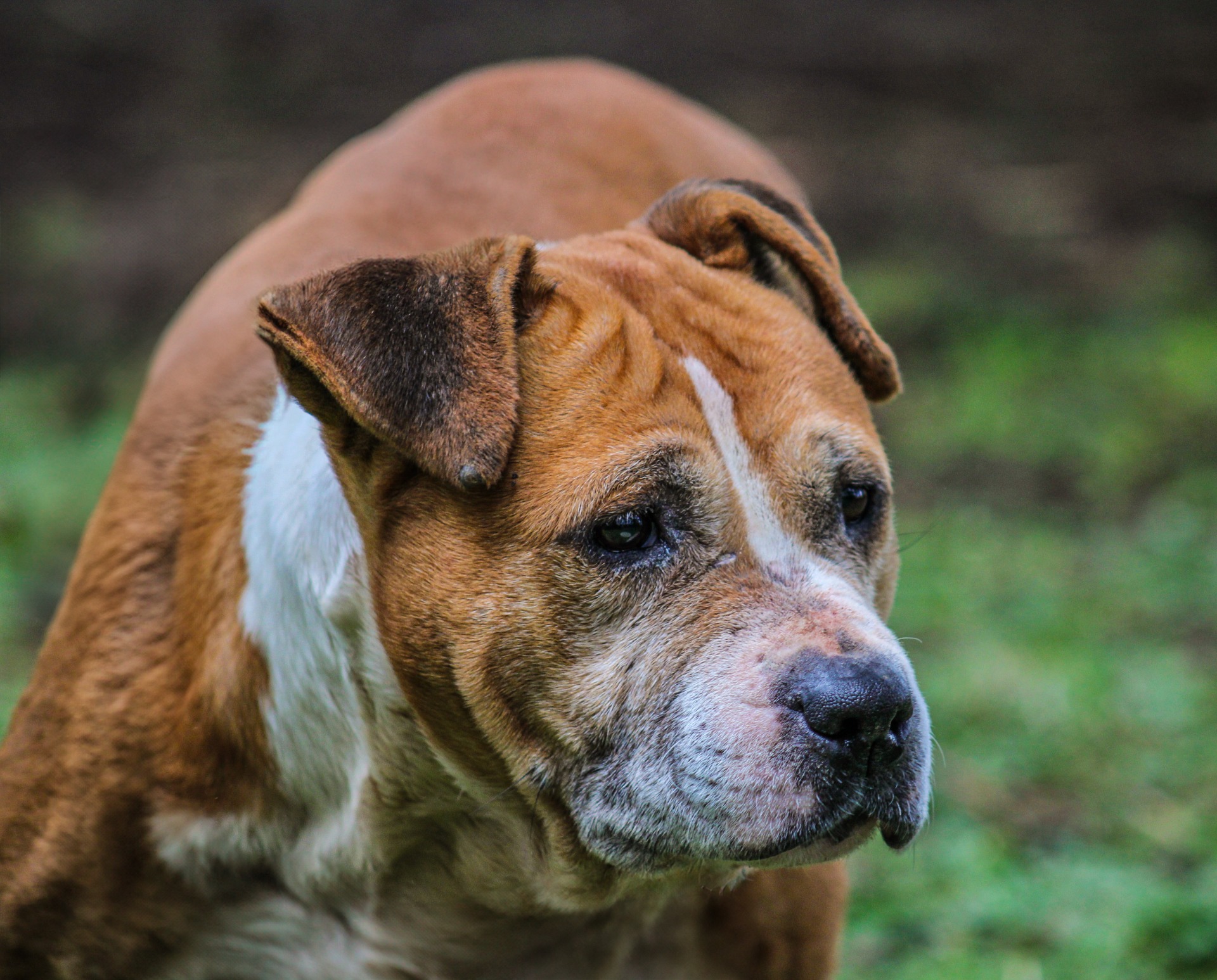 Photo de l'animal à adopté