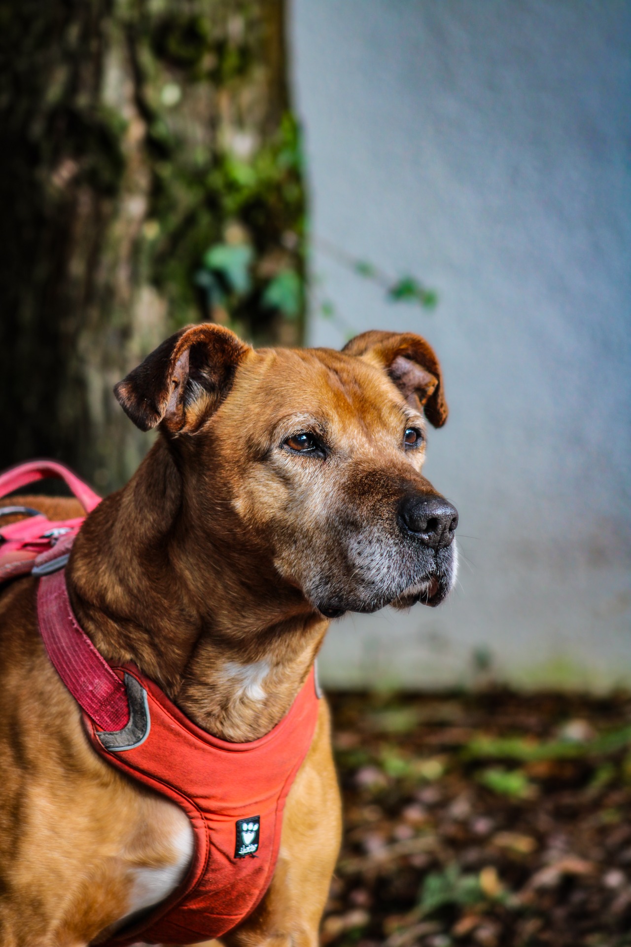 Photo de l'animal à adopté