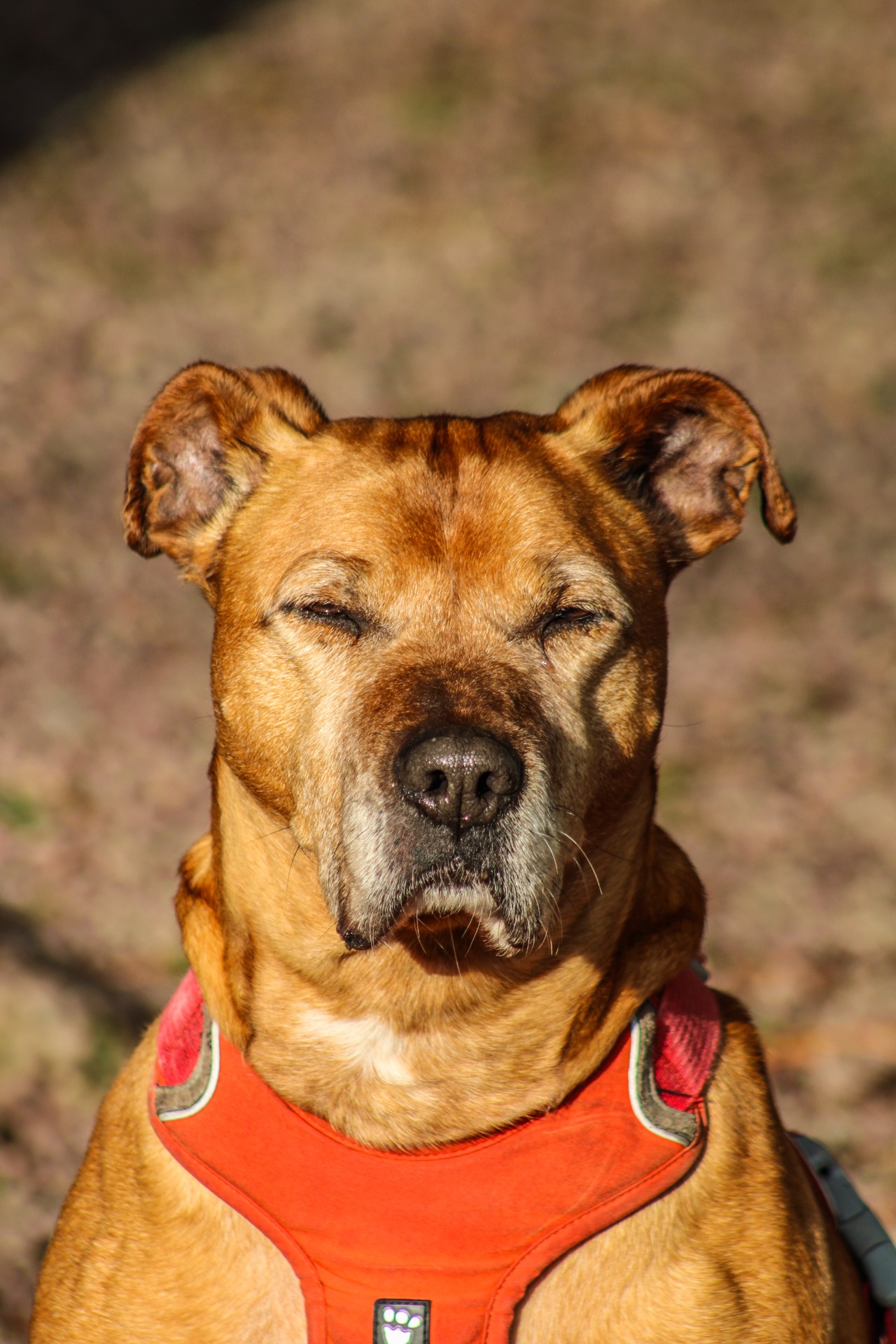 Photo de l'animal à adopté