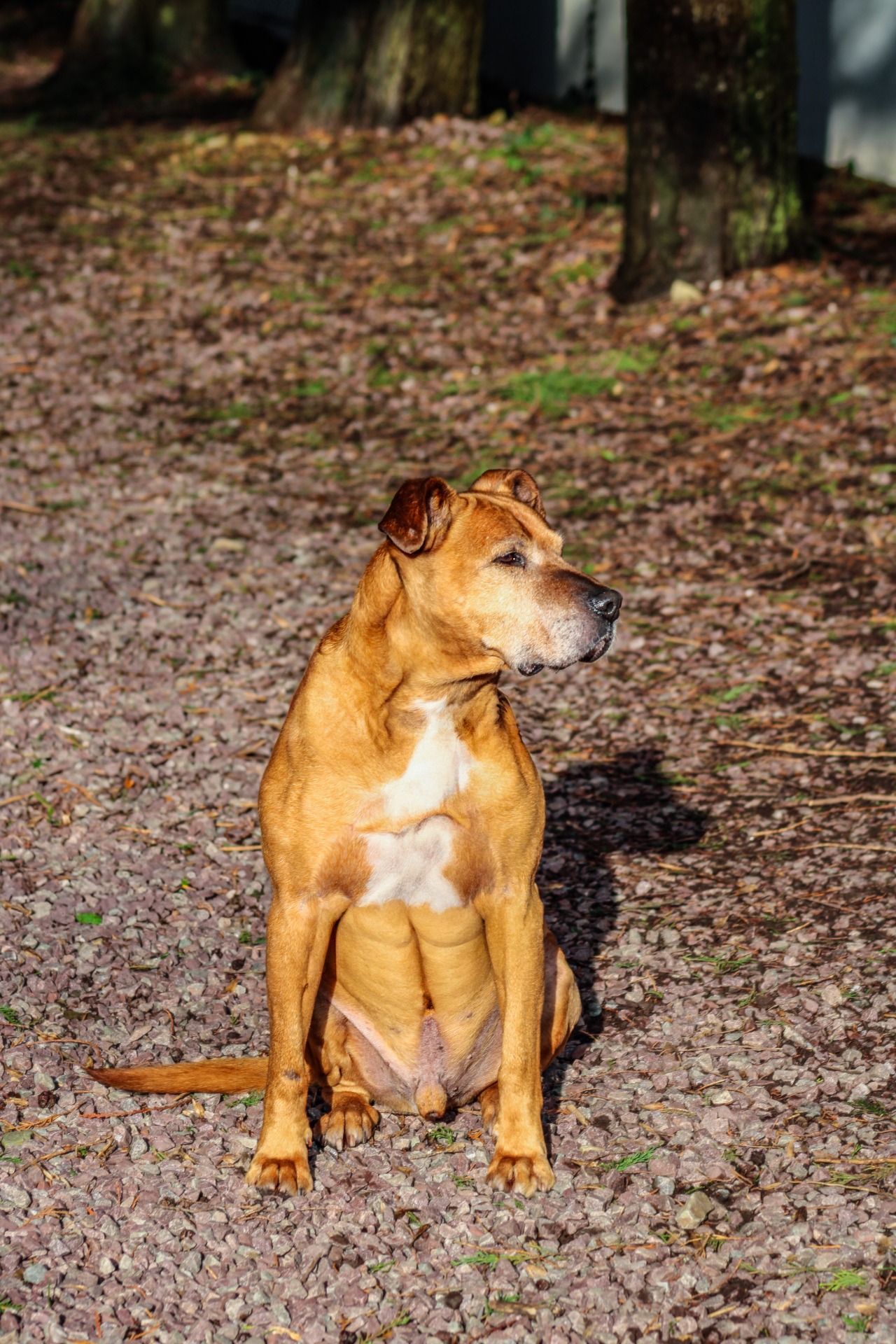 Photo de l'animal à adopté