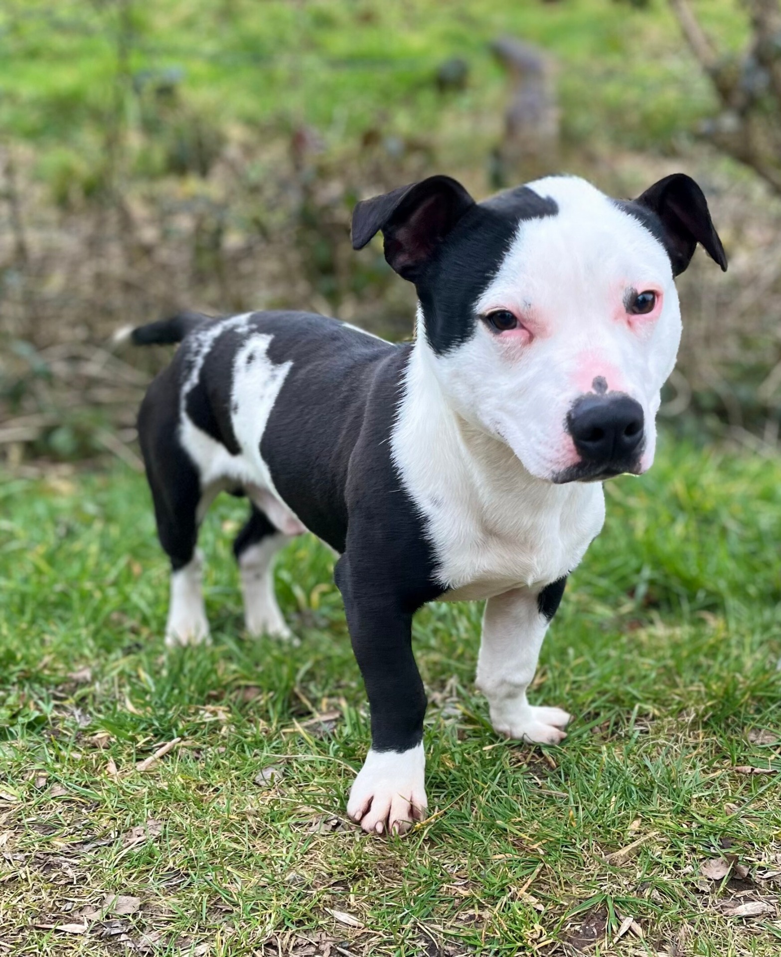 Photo de l'animal à adopté