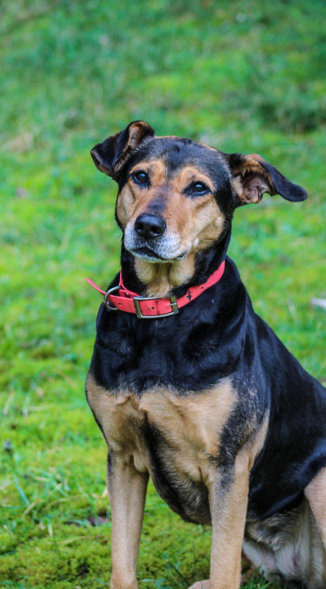 Photo de l'animal à adopté