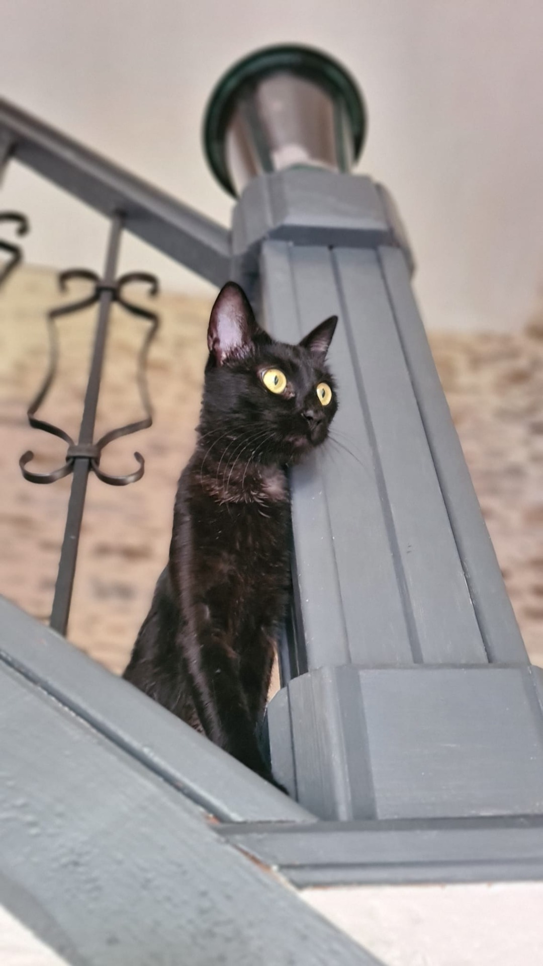 Photo de l'animal à adopté