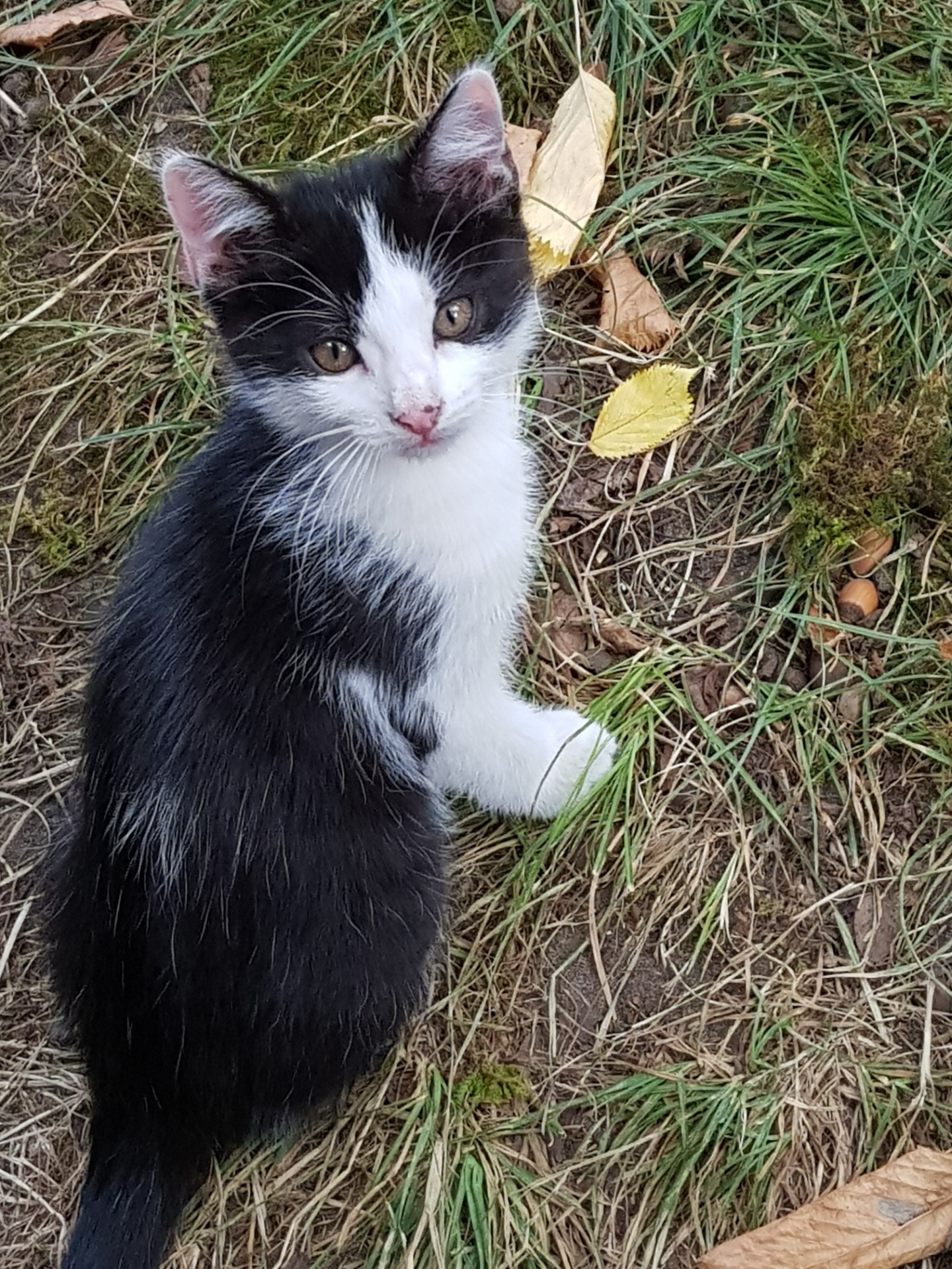 Photo de l'animal à adopté
