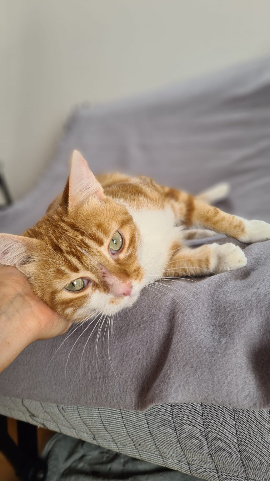 Photo de l'animal à adopté