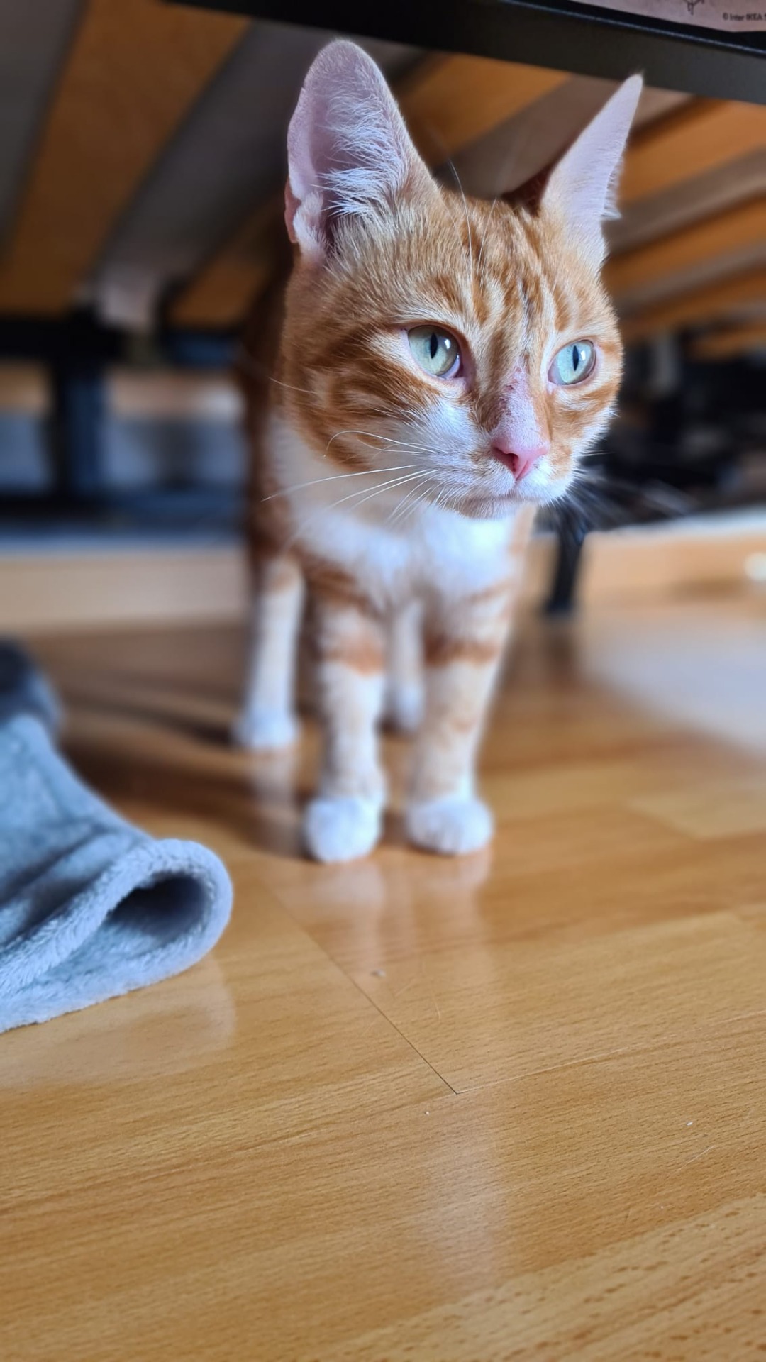 Photo de l'animal à adopté