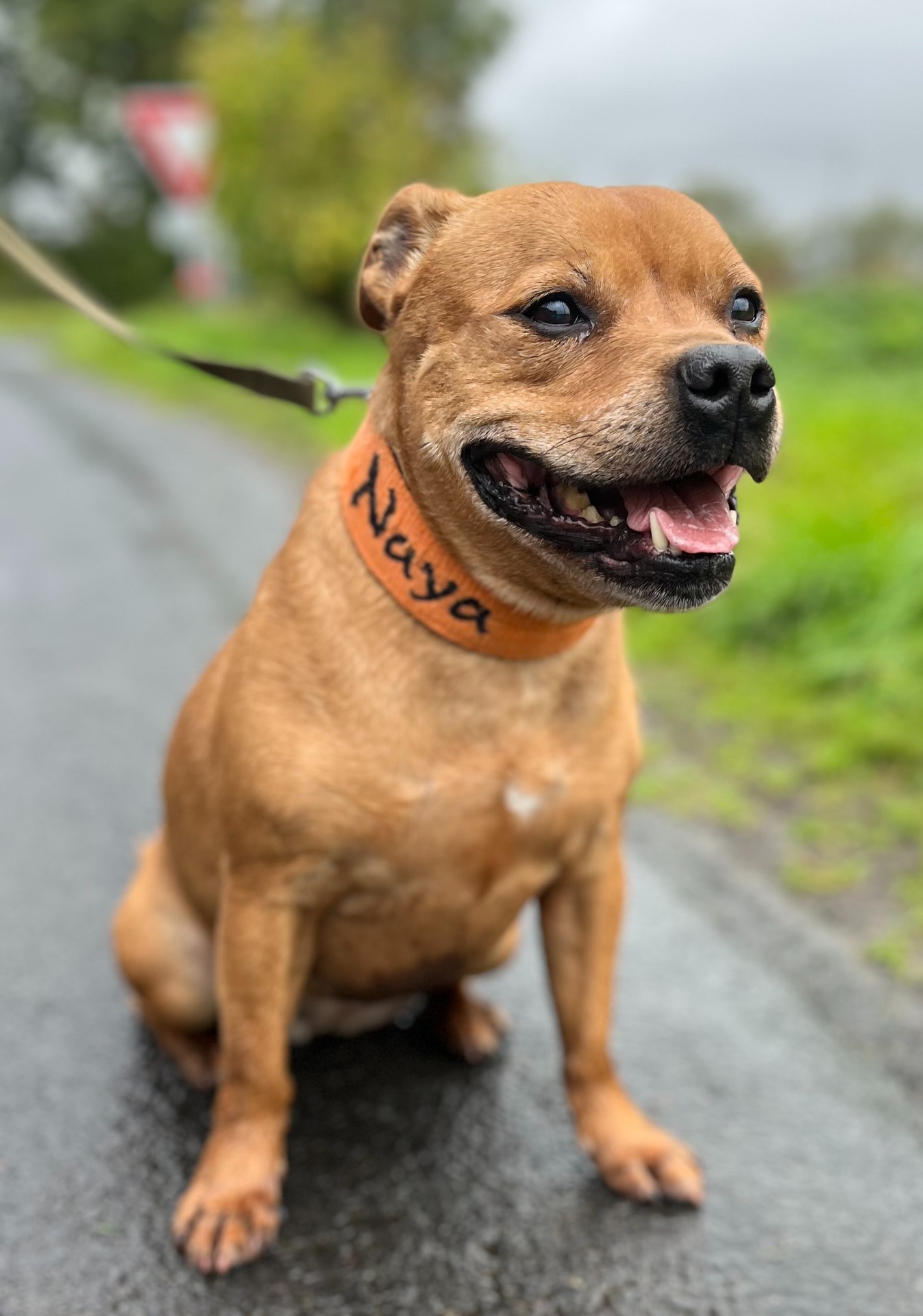 Photo de l'animal à adopté