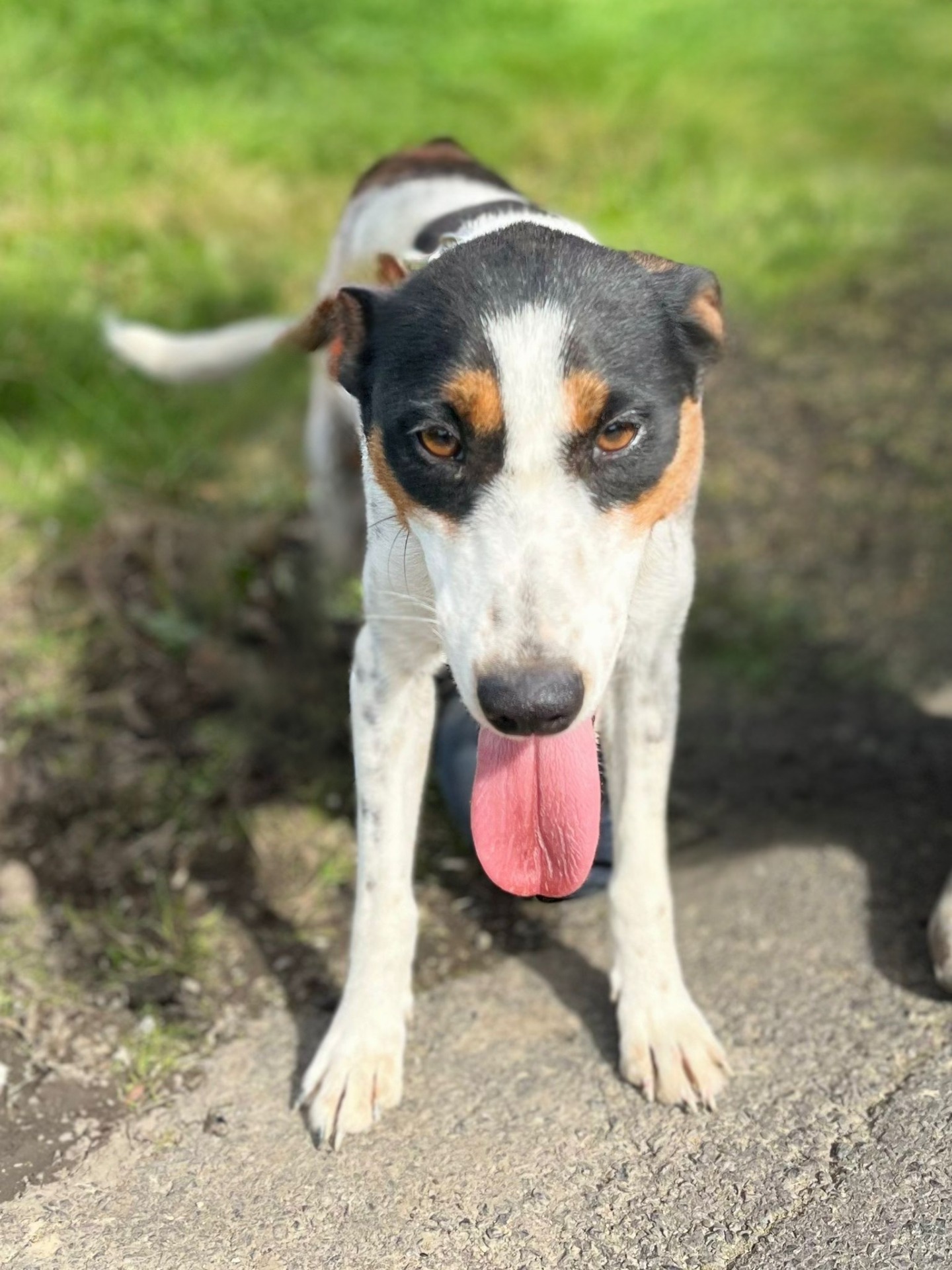 Photo de l'animal à adopté