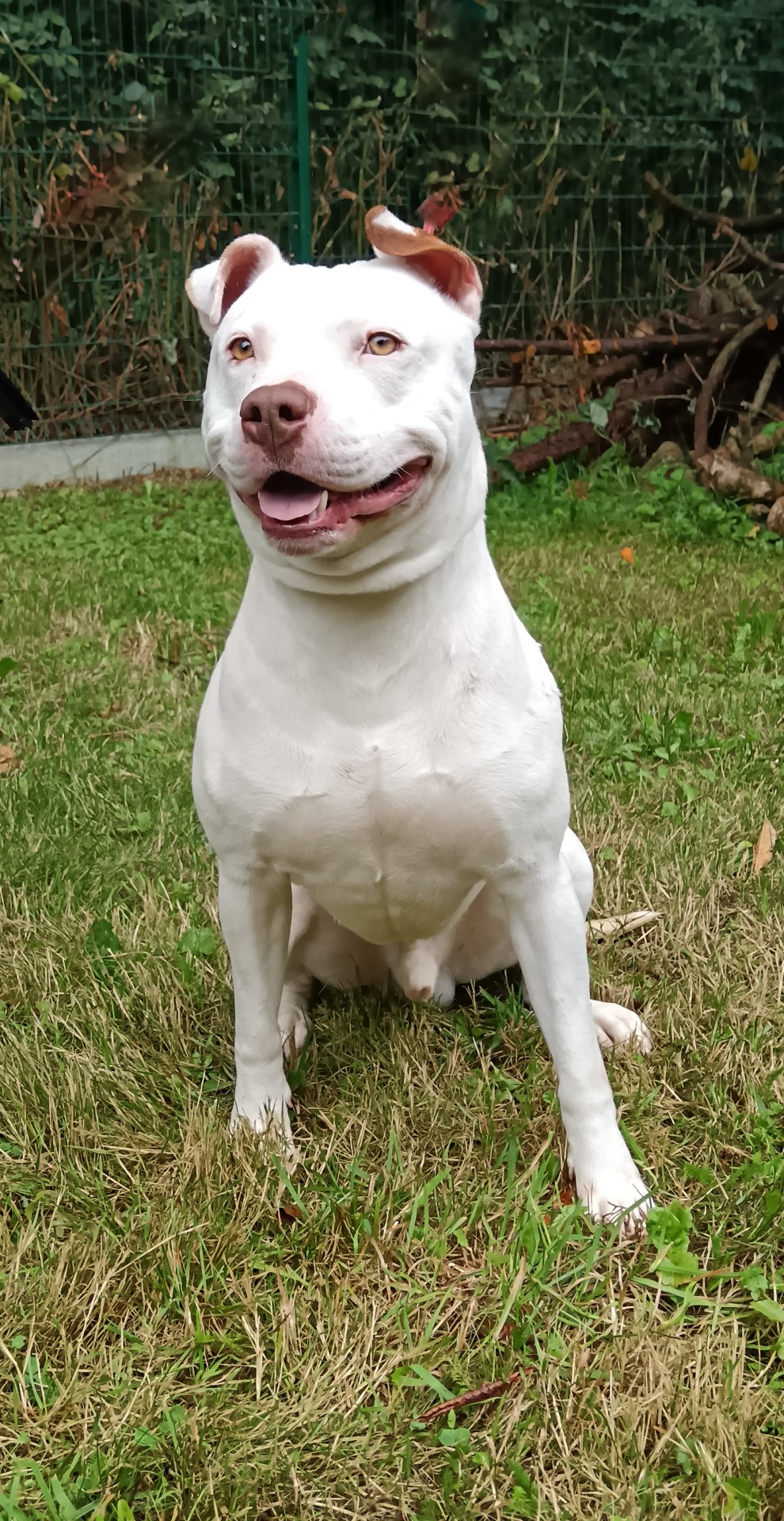 Photo de l'animal à adopté