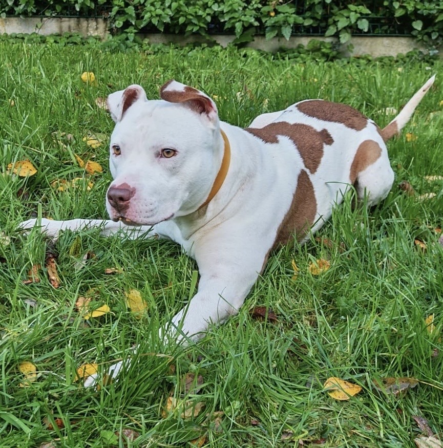 Photo de l'animal à adopté