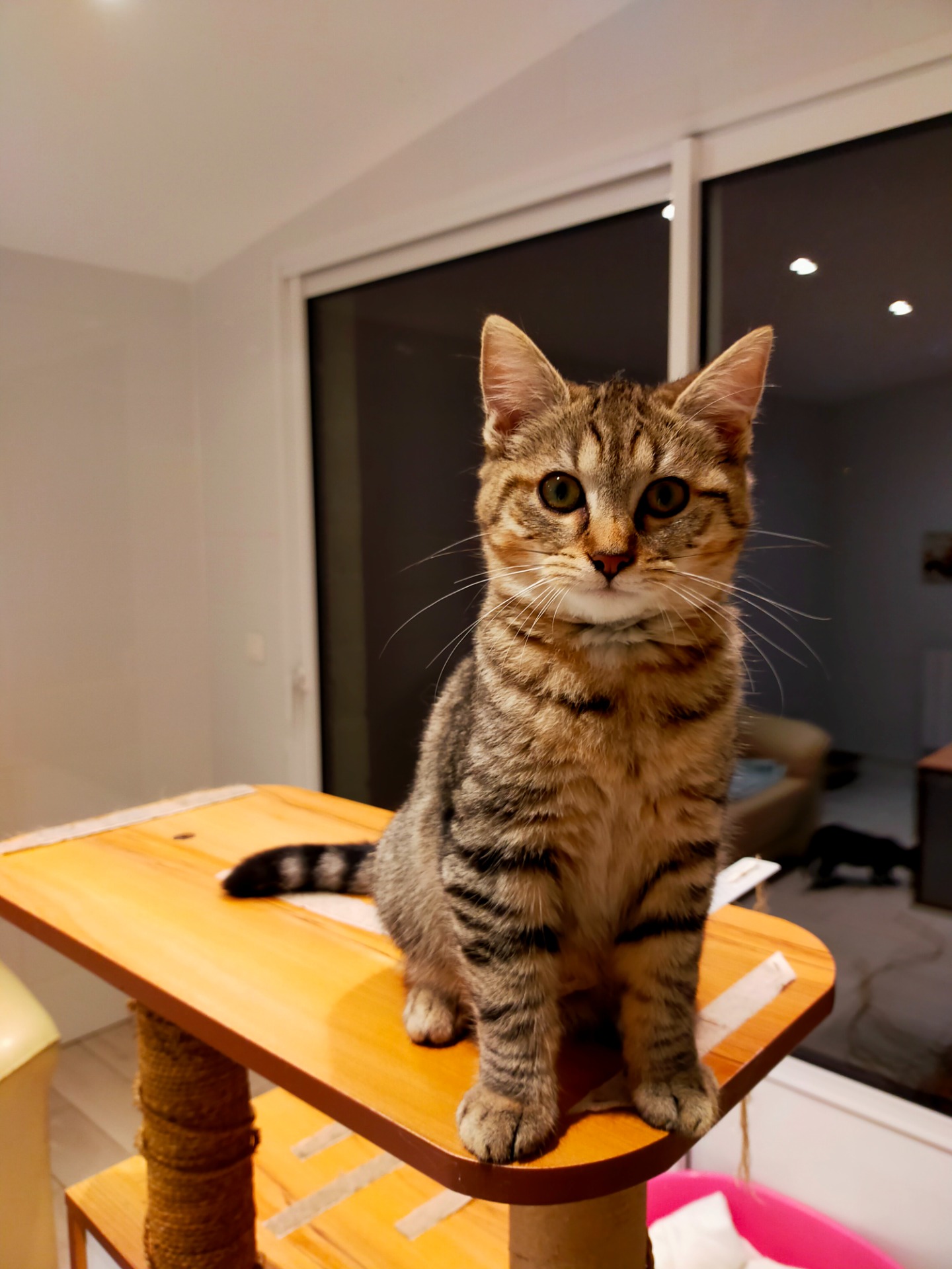 Photo de l'animal à adopté