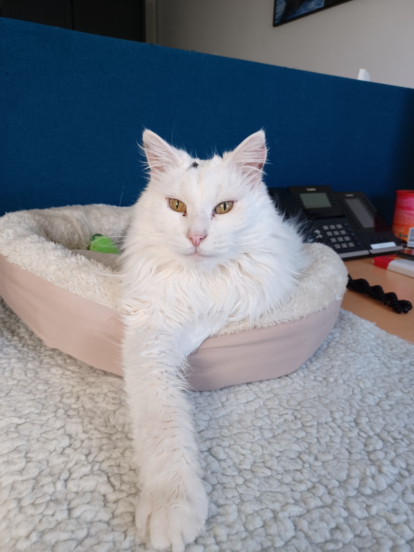 Photo de l'animal à adopté