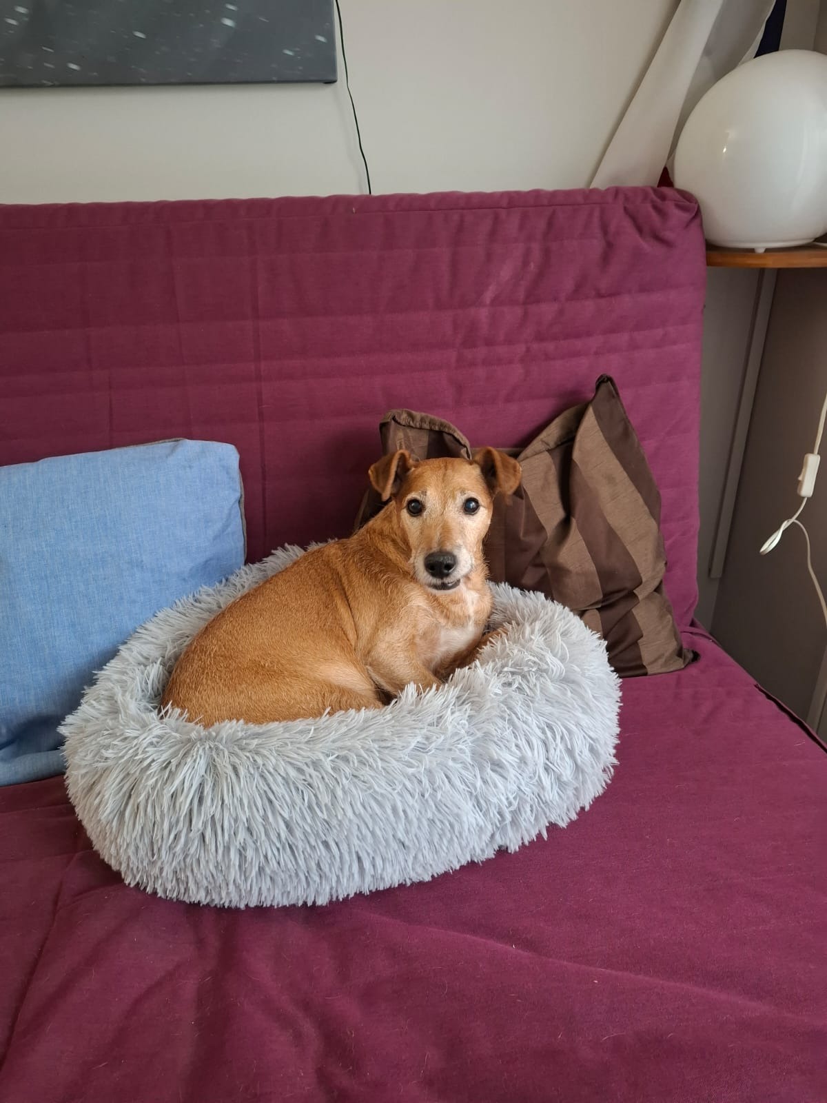 Photo de l'animal à adopté