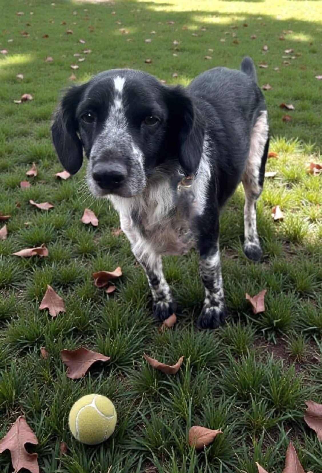 Photo de l'animal à adopté