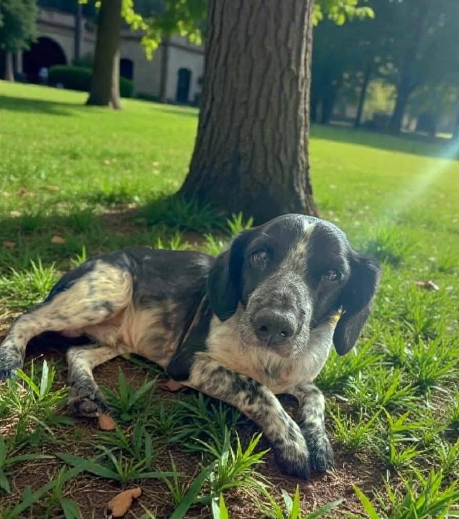 Photo de l'animal à adopté