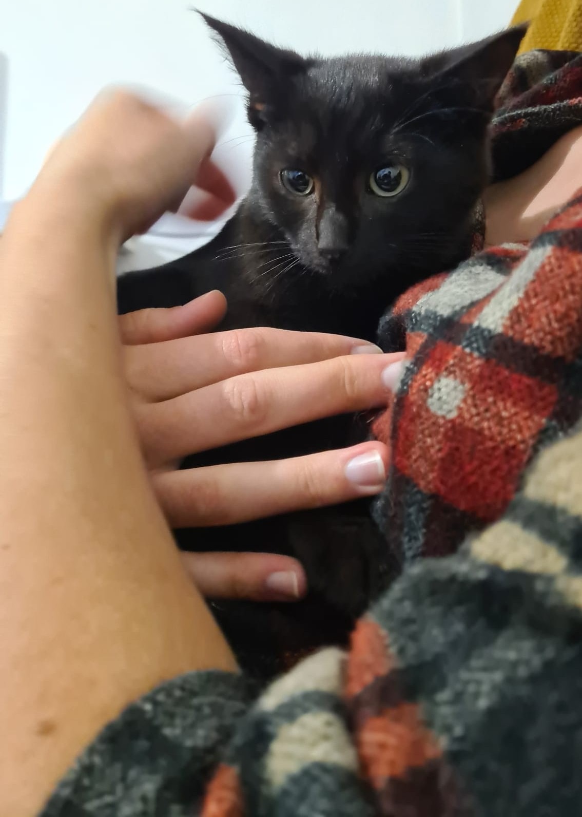 Photo de l'animal à adopté