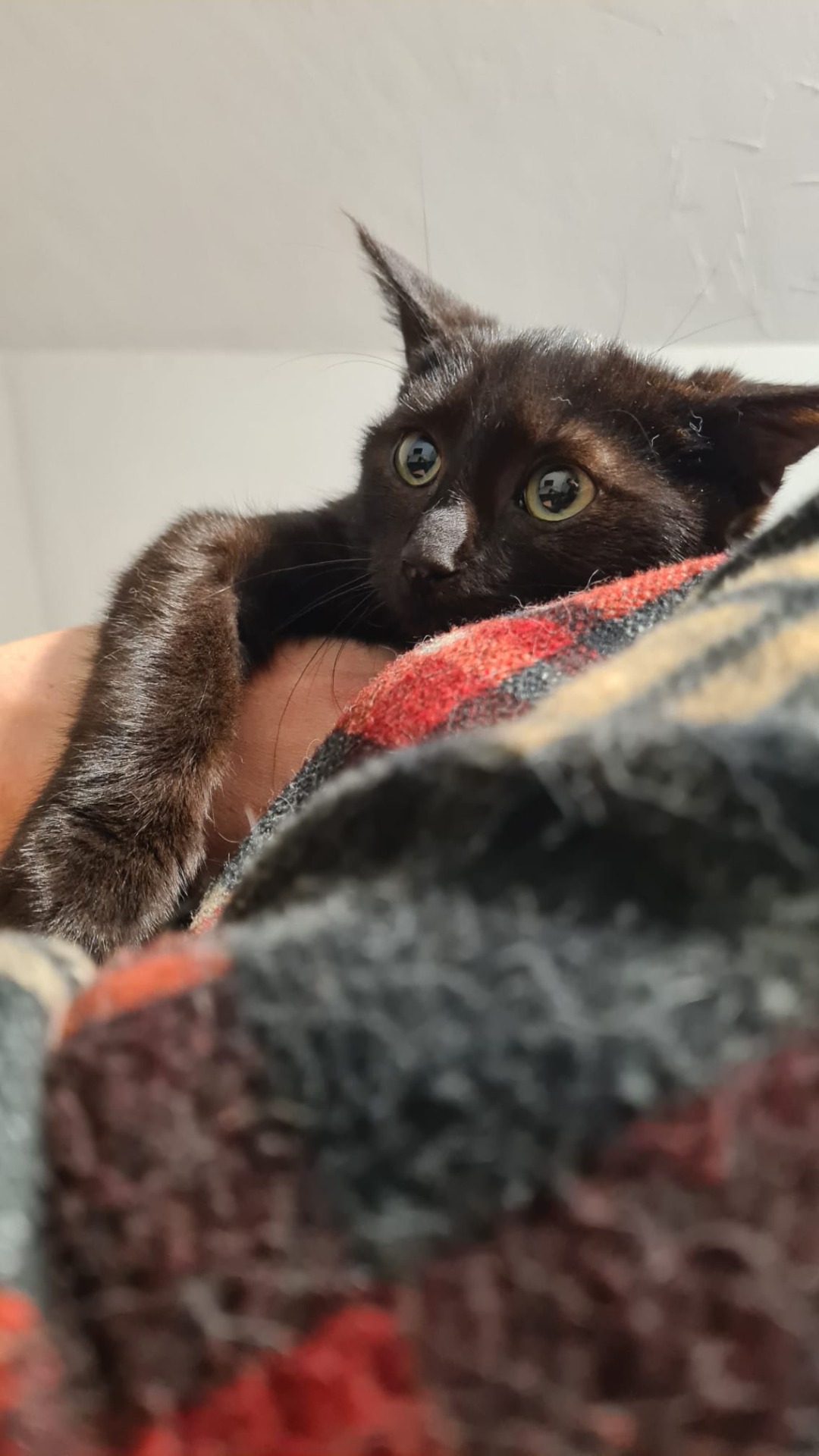 Photo de l'animal à adopté