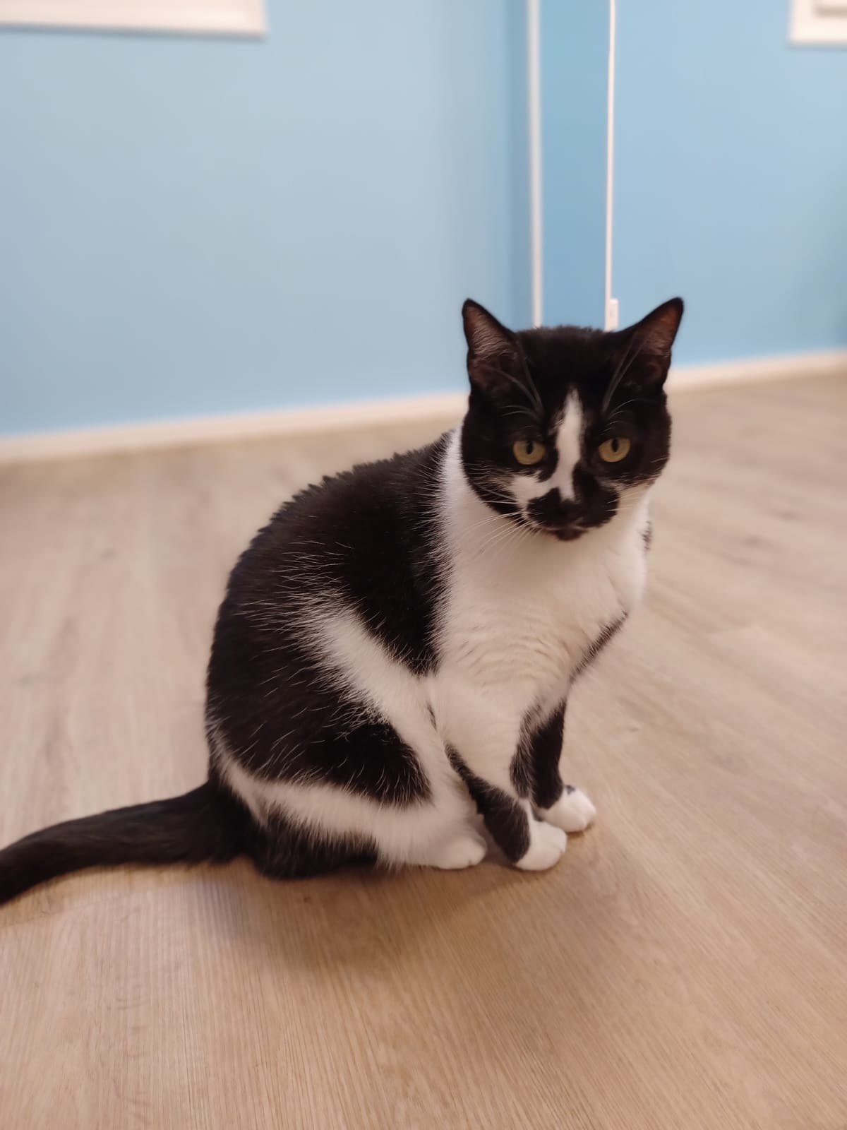 Photo de l'animal à adopté