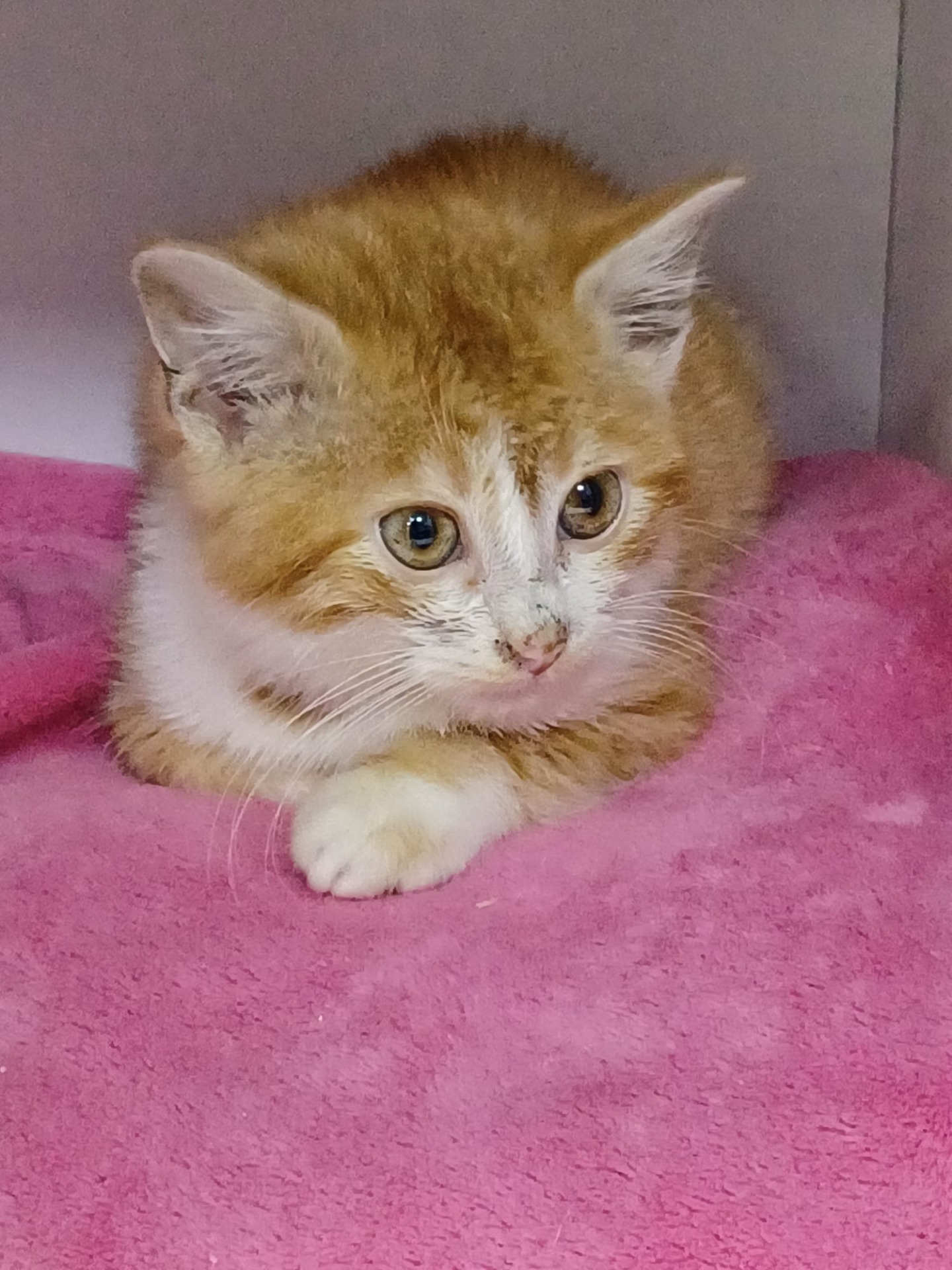 Photo de l'animal à adopté